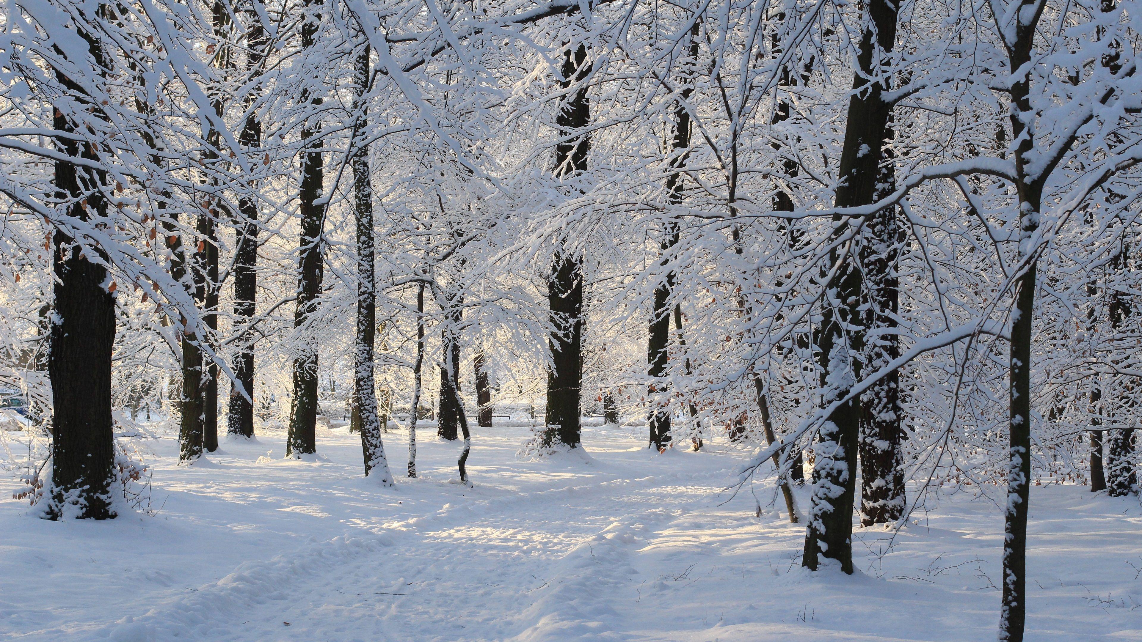 3840x2160 Wallpaper Winter forest, thick snow, trees, nature 3840x2160 UHD