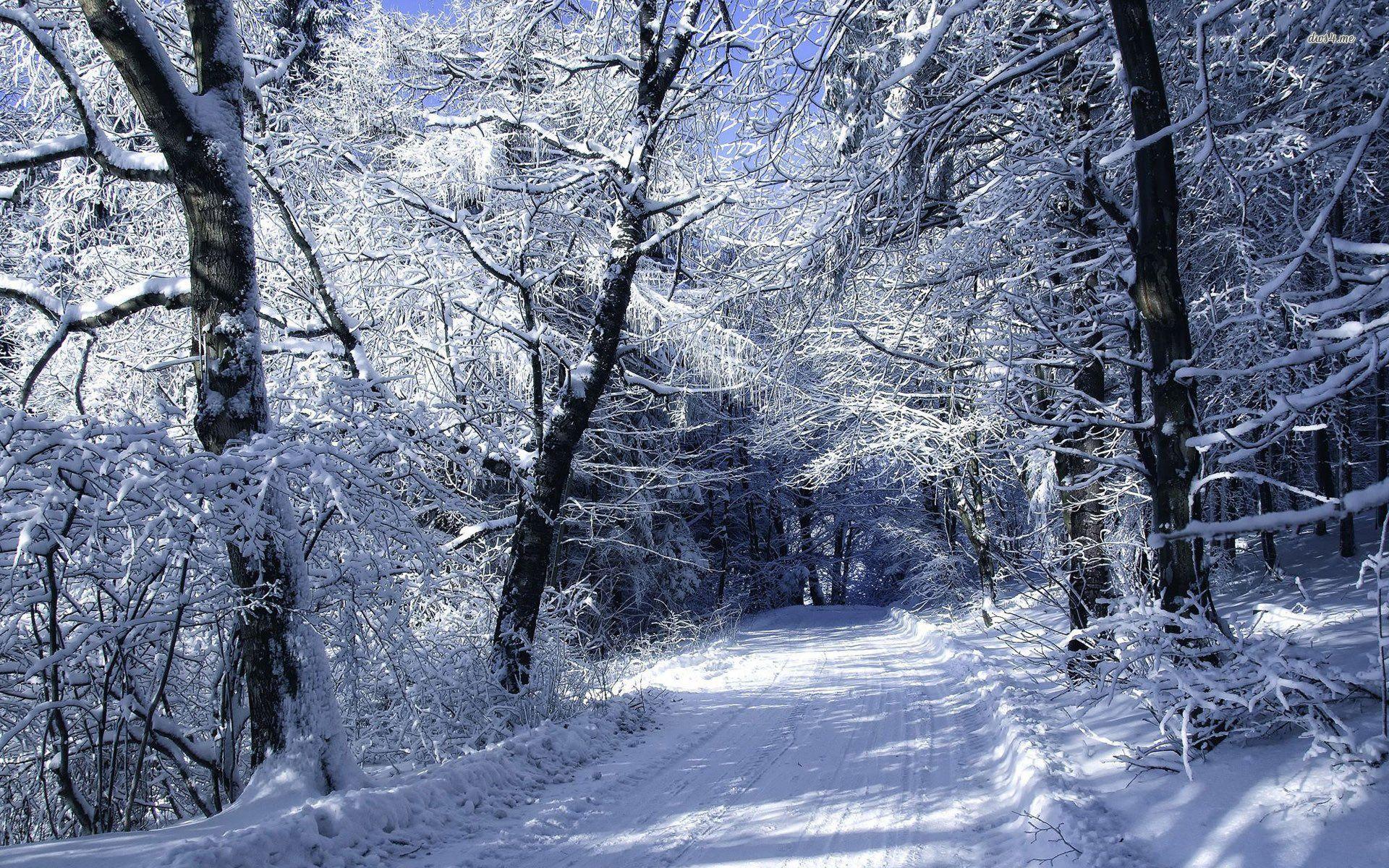1920x1200 Road In Winter Forest, Jennifer Rollins Background