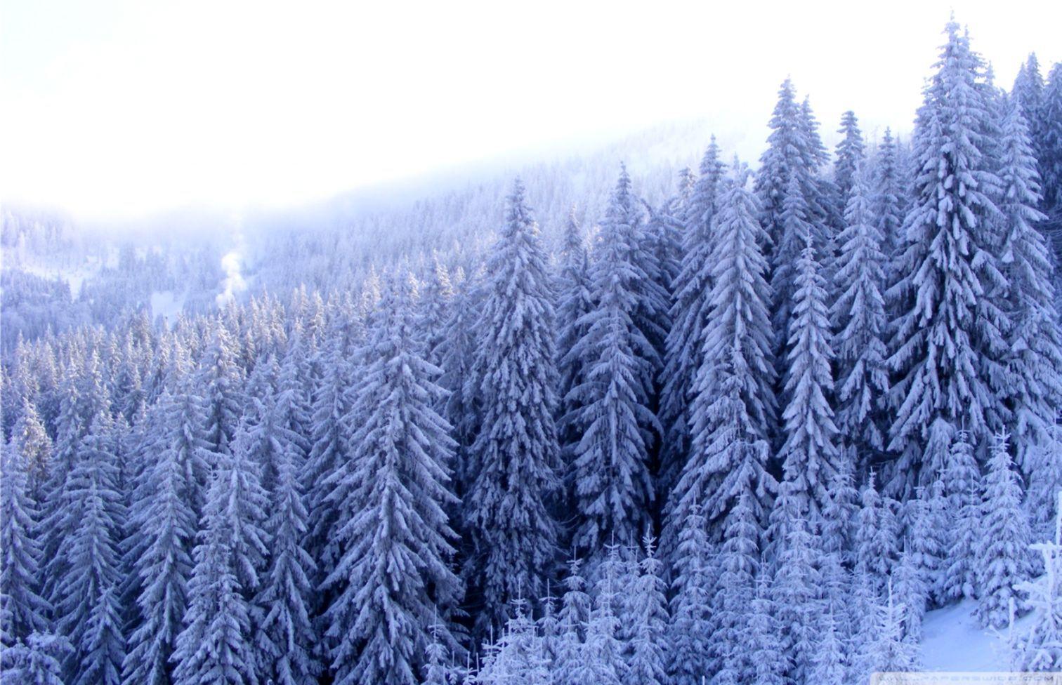 1512x976 Winter Forest Wallpaper HD