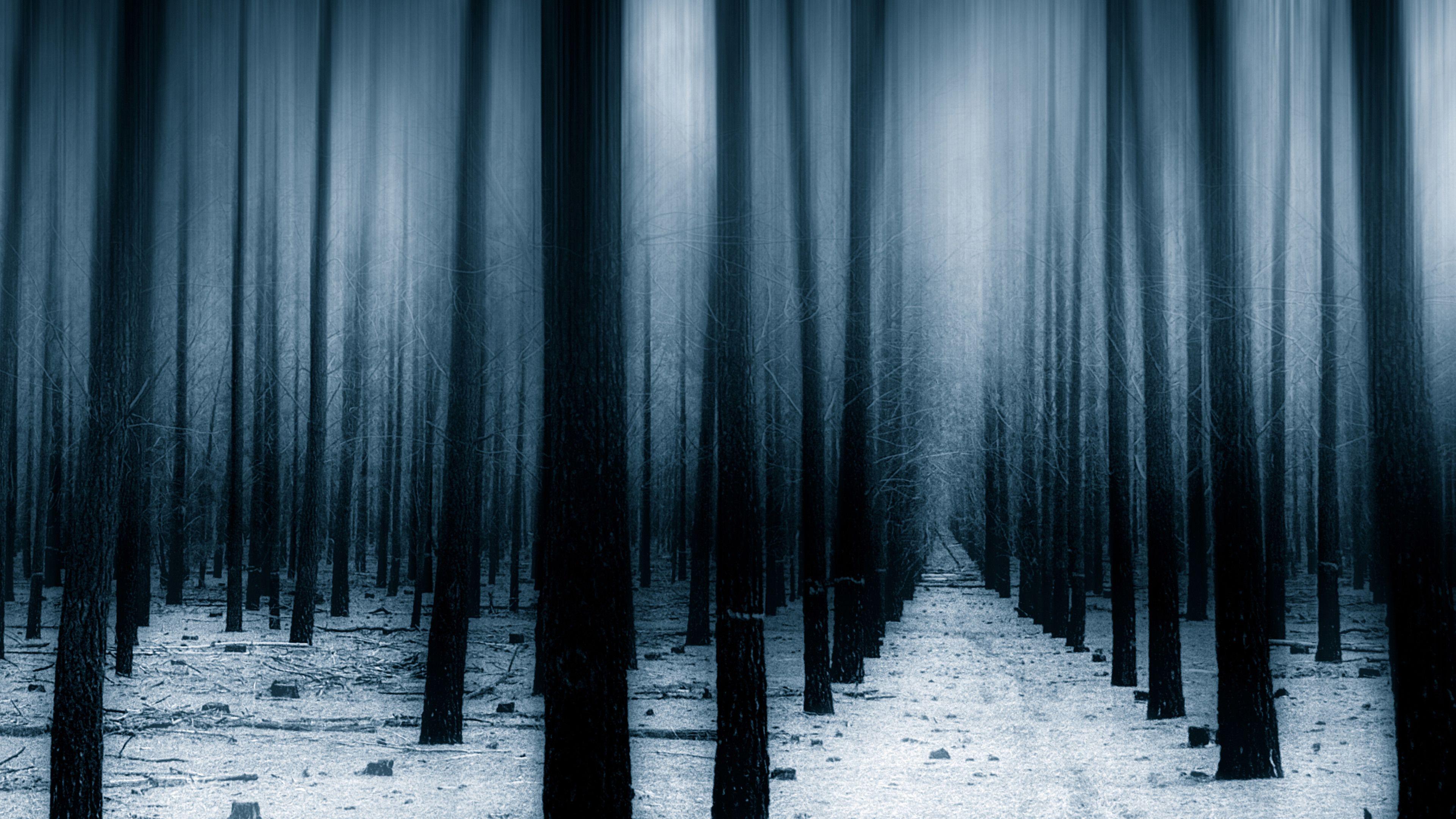 3840x2160 Wallpaper 4k Dark Forest Woods Snow Winter 4k 4k Wallpaper, 5k