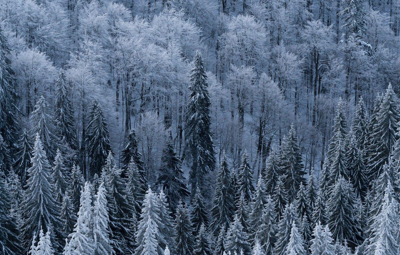 1332x850 Wallpaper white, forest, trees, nature, winter, landscapes, snowy