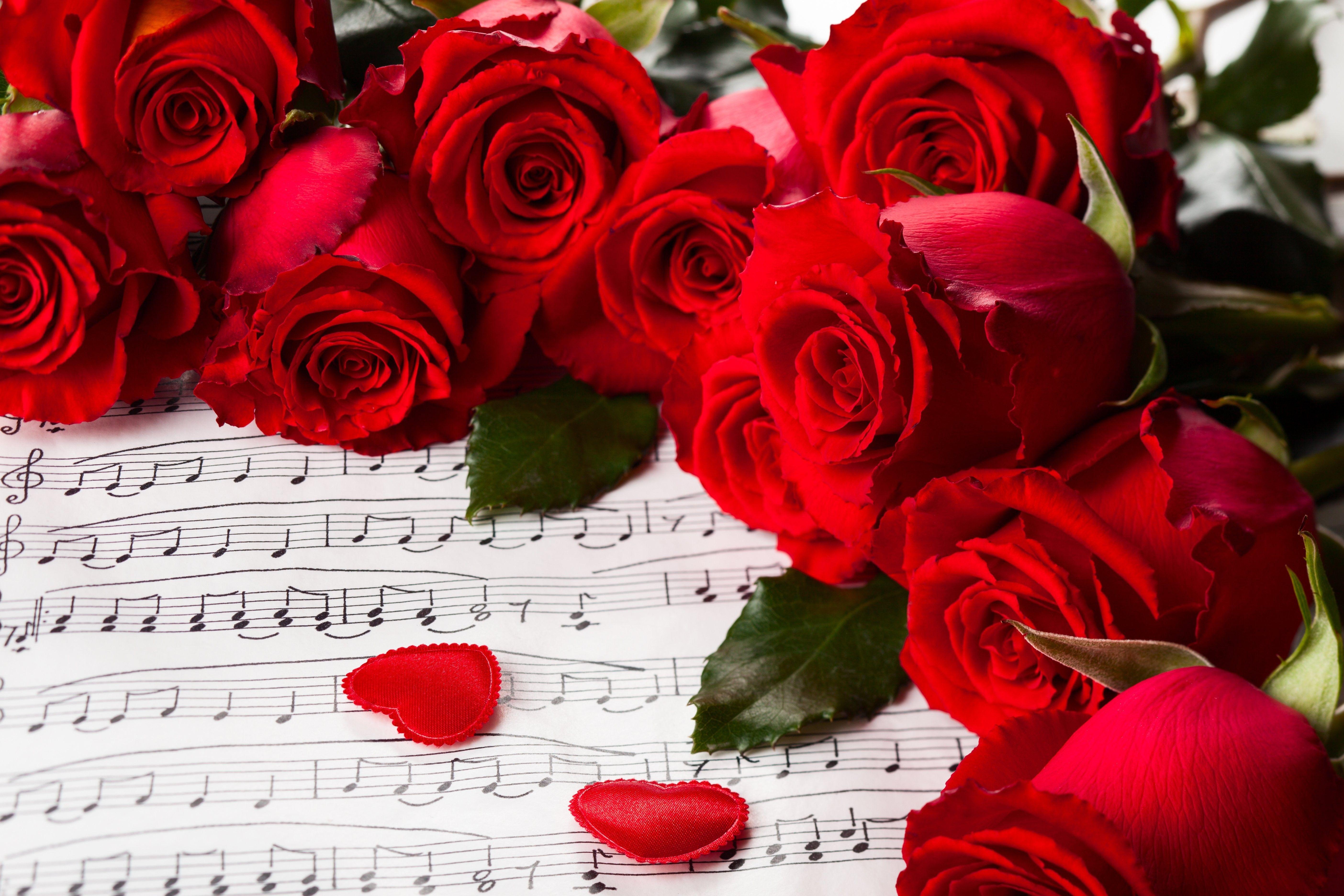 5616x3744 Flowers: Love Roses Red Flowers Nature Music Hearts Valentines Day