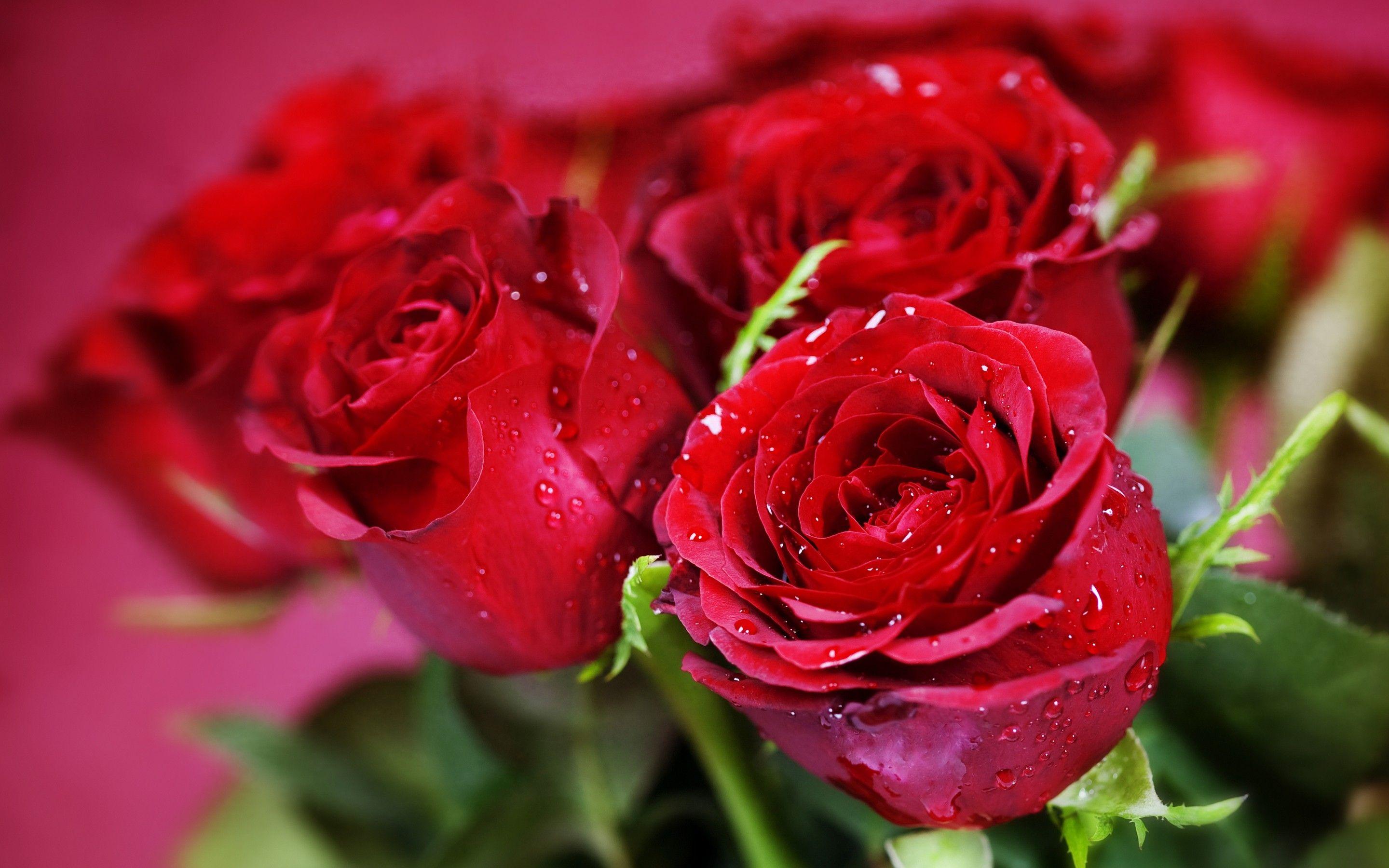 2880x1800 Roses Valentine Day Best Gift Flowers HD Wallpaper