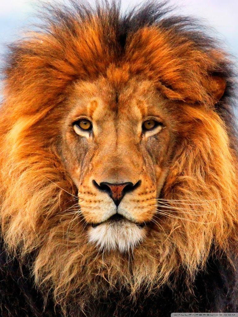 768x1024 Lion Ultra HD Desktop Background Wallpaper for : Widescreen