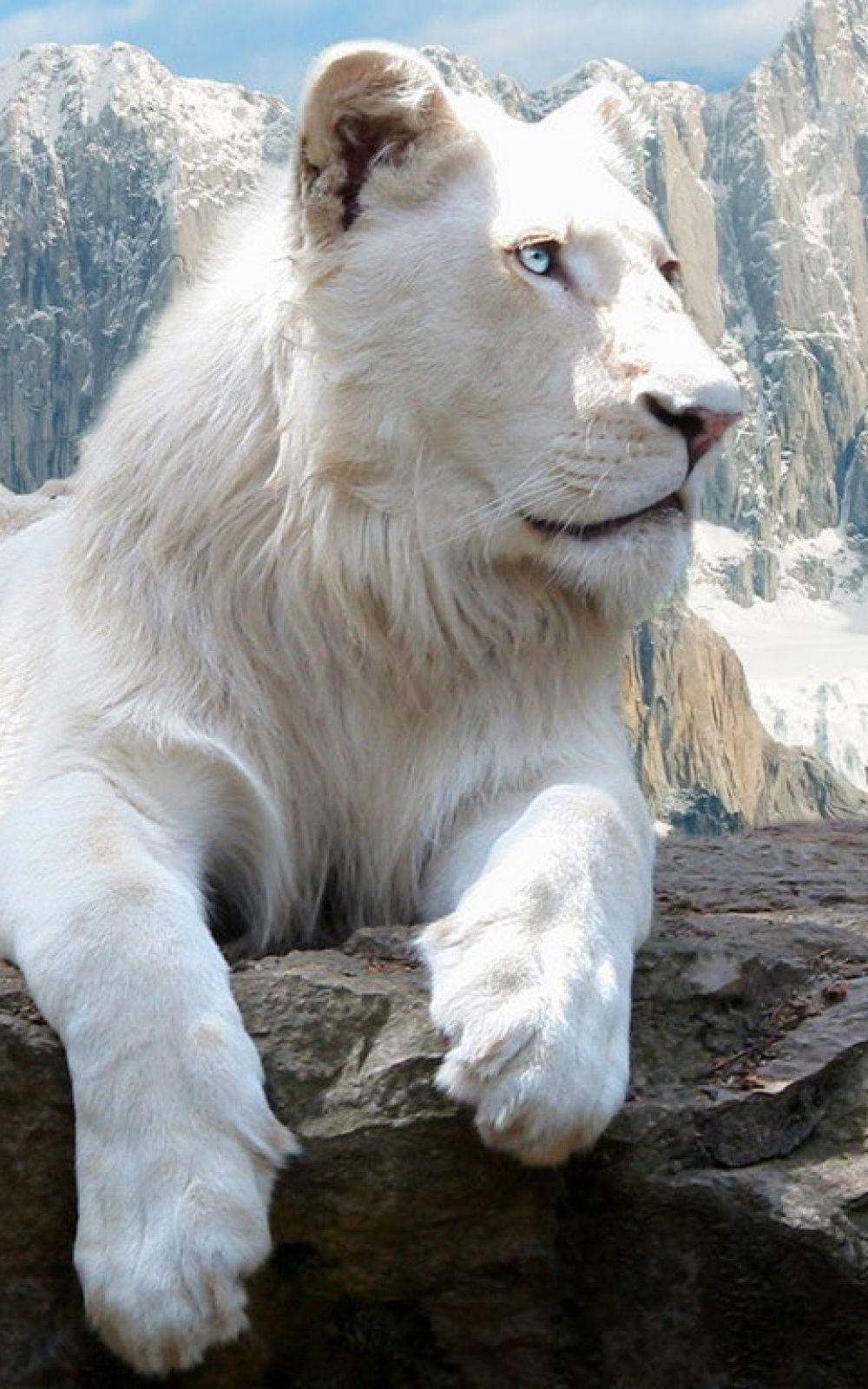 White Lion Cool Wallpapers Top Free White Lion Cool Backgrounds