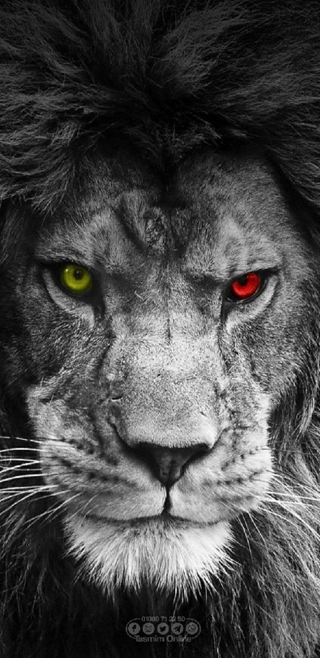 623x1280 Download Lion Wallpaper