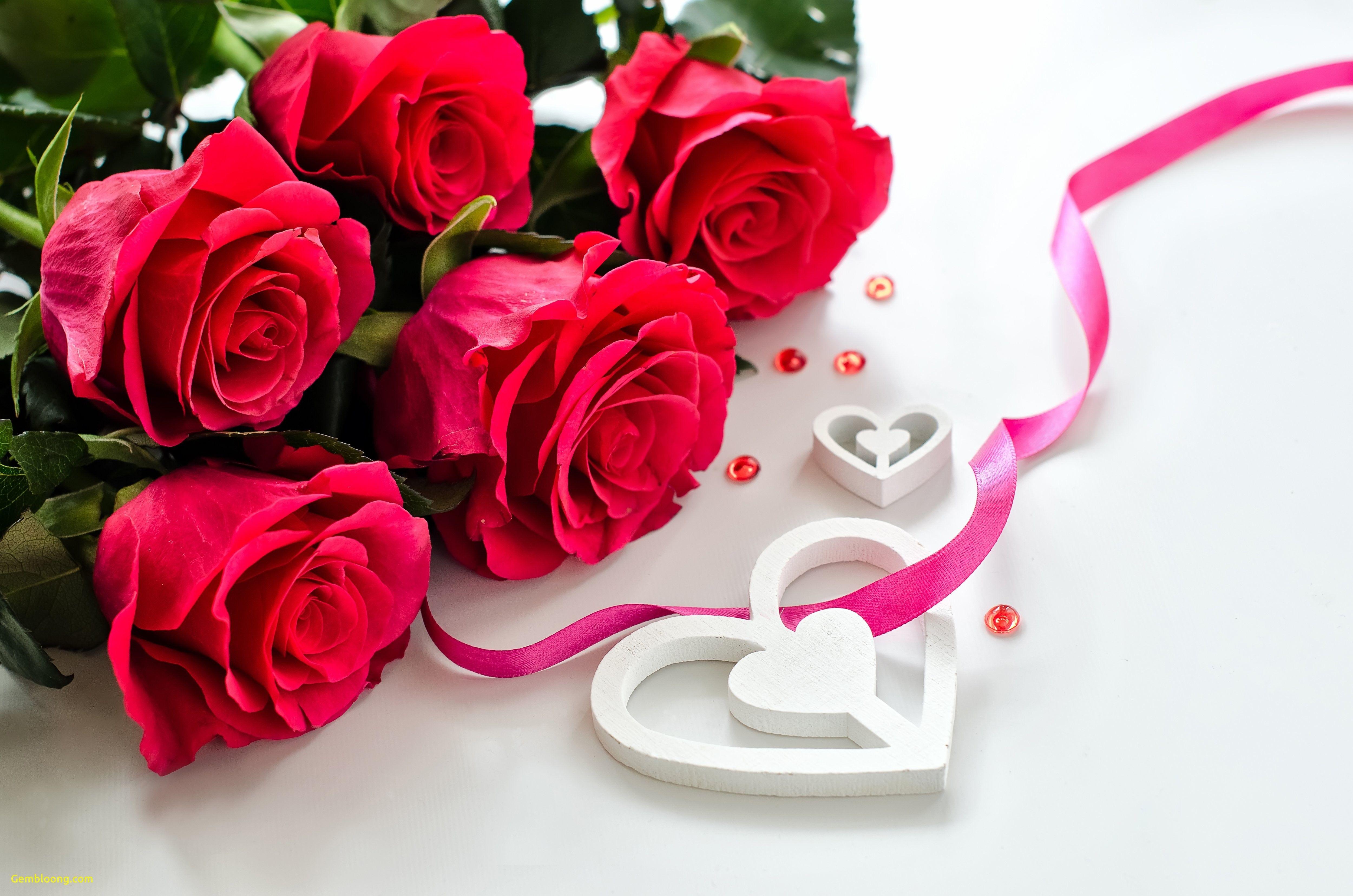 5000x3312 Awesome Valentine Day Rose Wallpaper