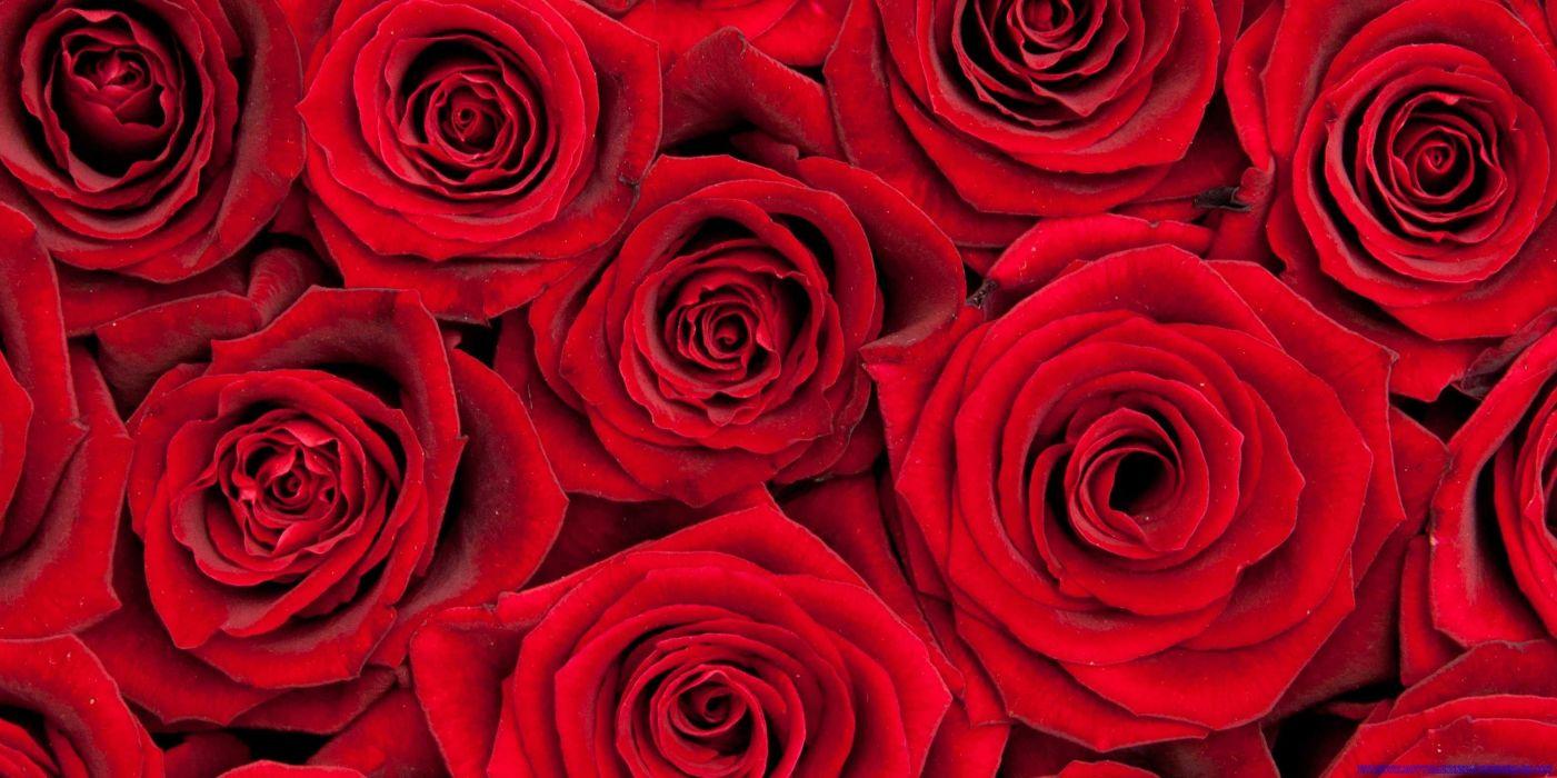 1401x700 VALENTINES DAY mood love holiday valentine rose roses flowers