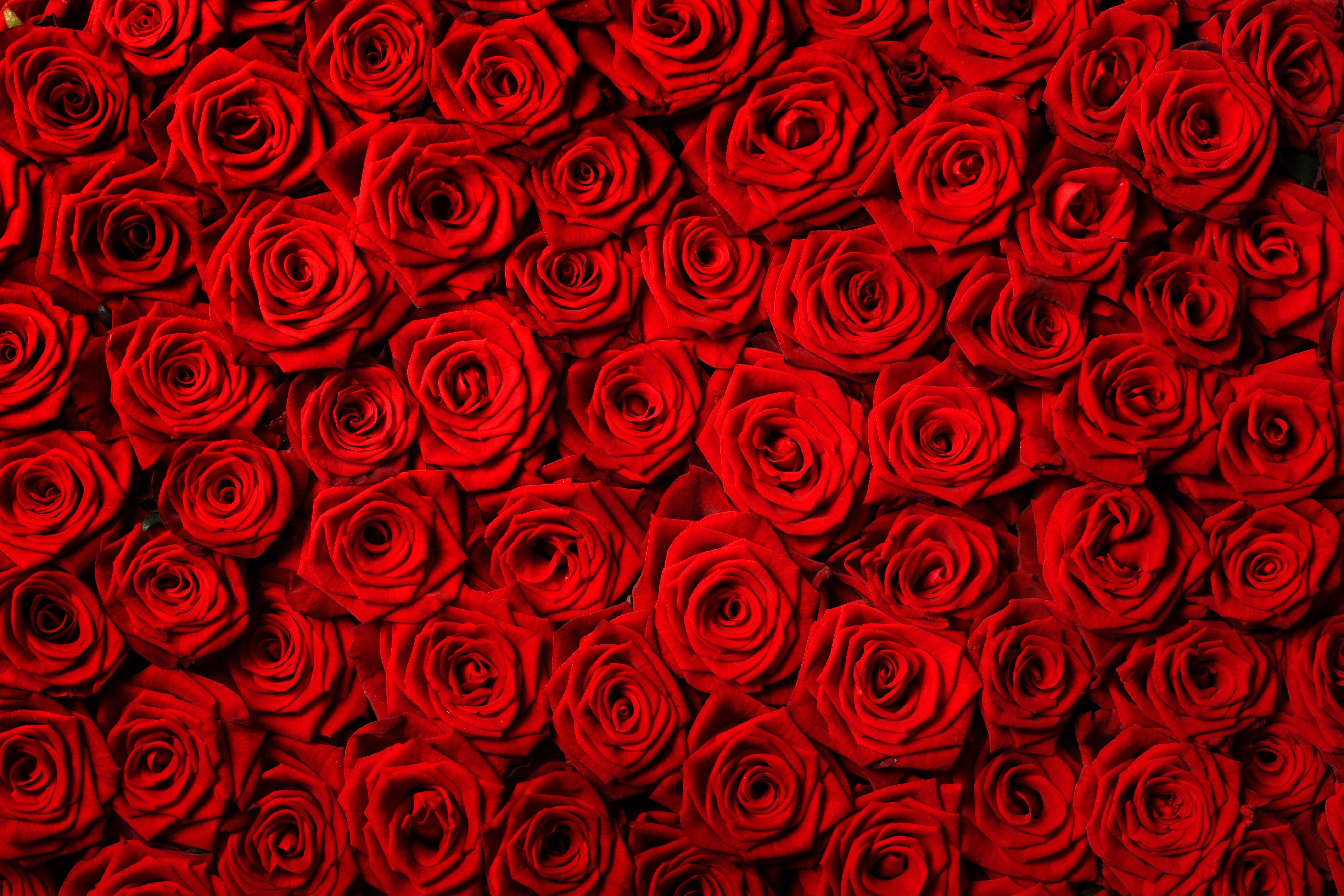 5616x3744 Flowers: Day Nature Rose Roses Love Valentines Flowers Wtih Red