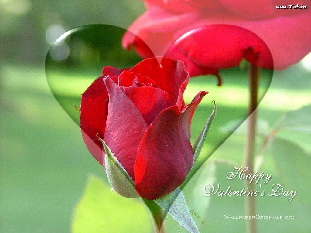1024x768 Most Popular Photo And Wallpaper: valentines day flowers, flowers