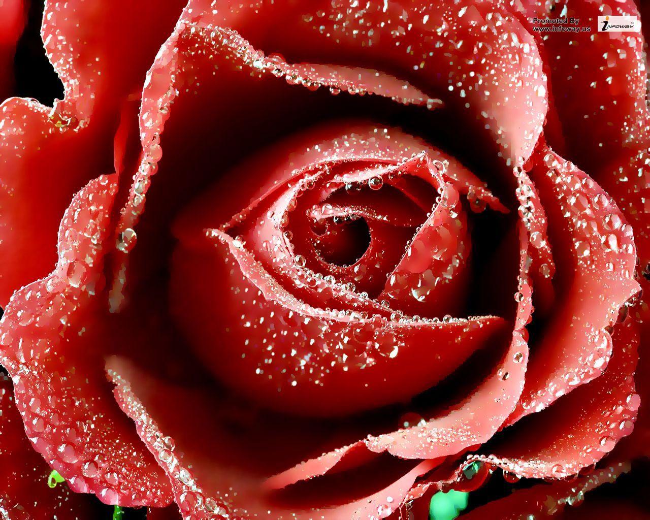 1280x1024 Happy Valentine's Day HD Wallpaper, Background & Picture