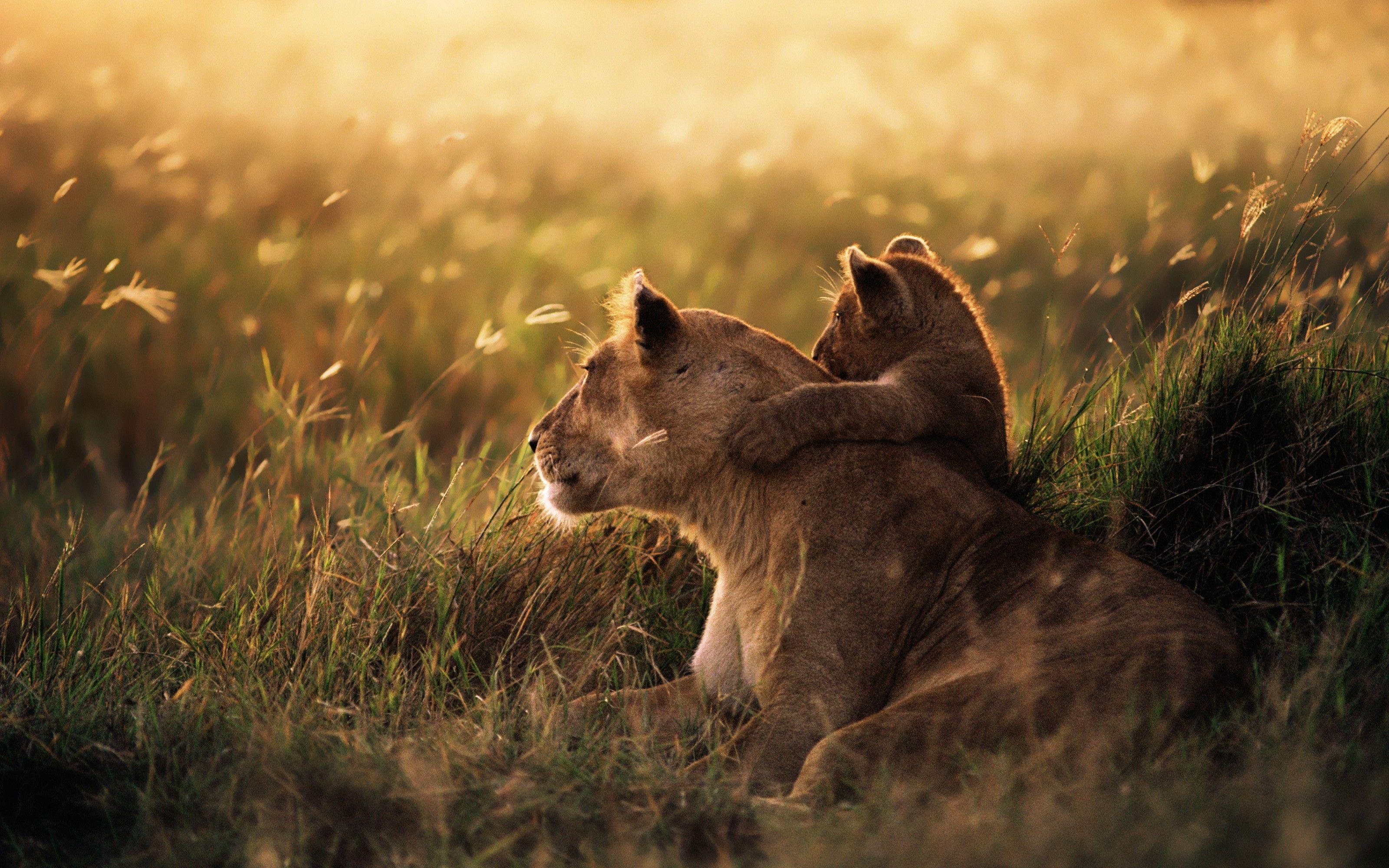 3200x2000 anime, Lion, Animals, Savannah, Baby Animals Wallpaper HD / Desktop and Mobile Background
