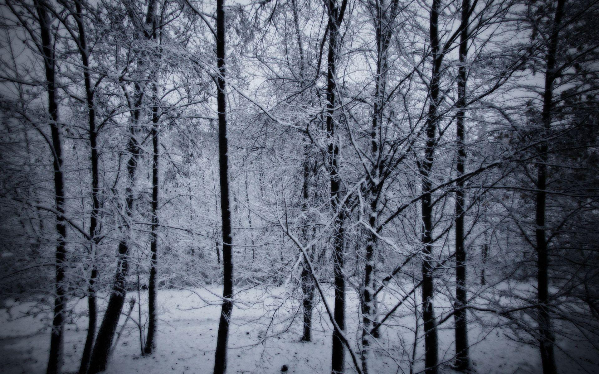 dark snowy forest background