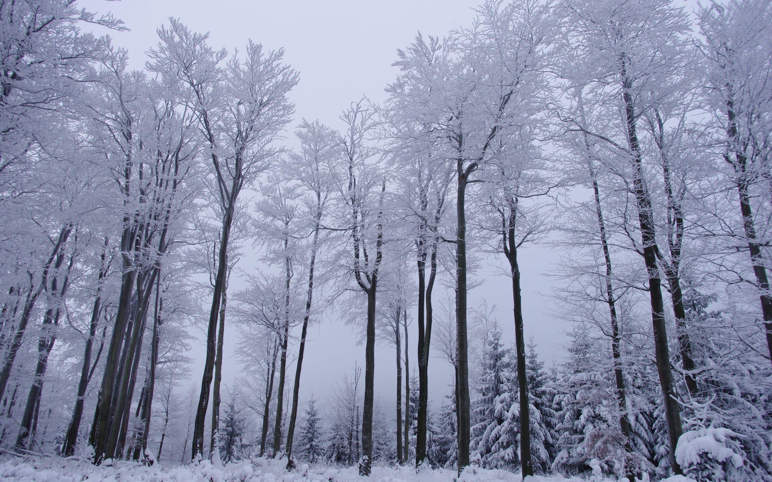 Winter wallpapers snow dark forest Snow, Ice