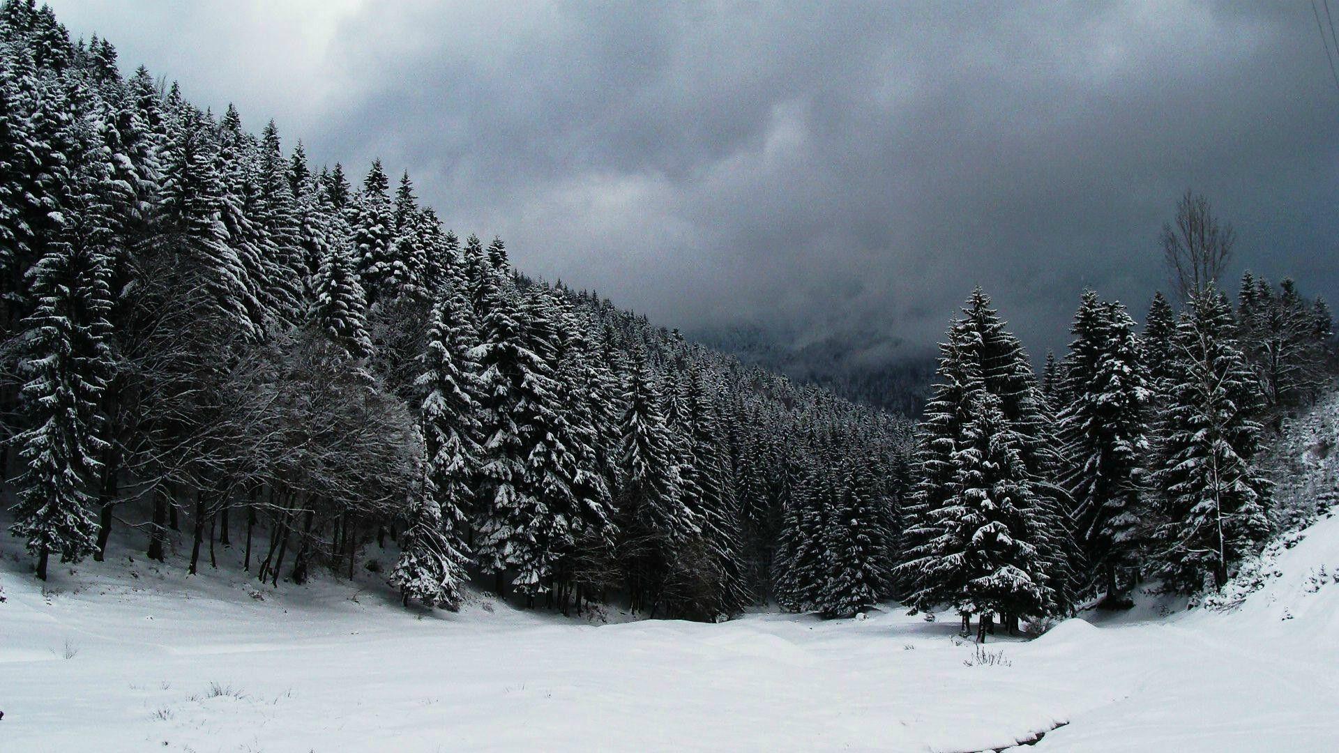 1920x1080 Snowy Forest Wallpaper