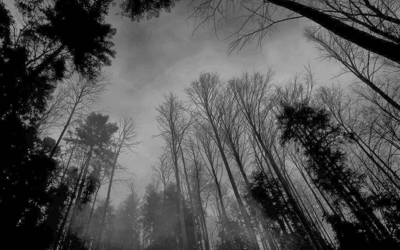 1280x800 Black Forest Wallpaper Dark Forest, Download Wallpaper