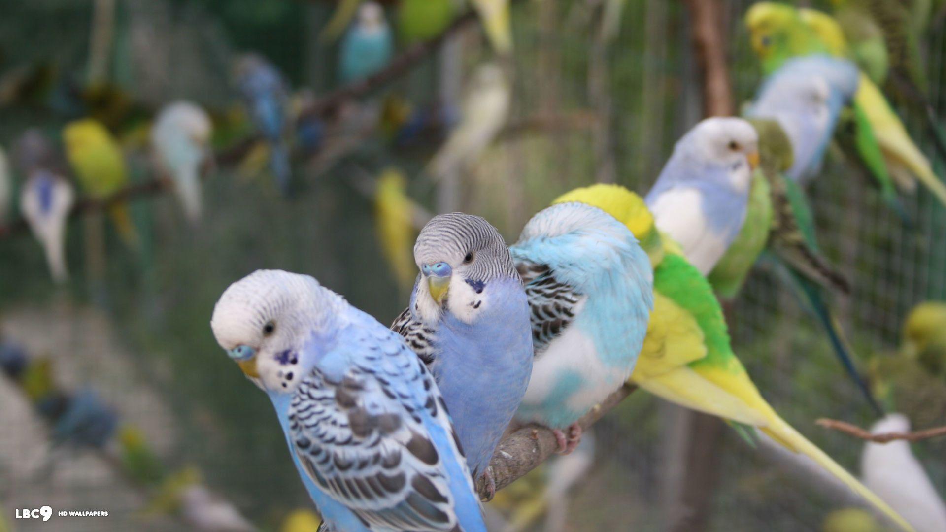 Budgie Wallpapers - Top Free Budgie Backgrounds - WallpaperAccess