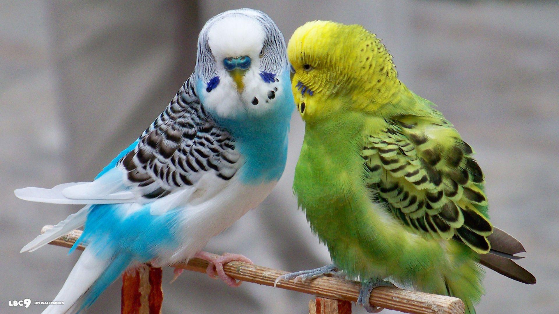 Budgie Wallpapers - Top Free Budgie Backgrounds - WallpaperAccess