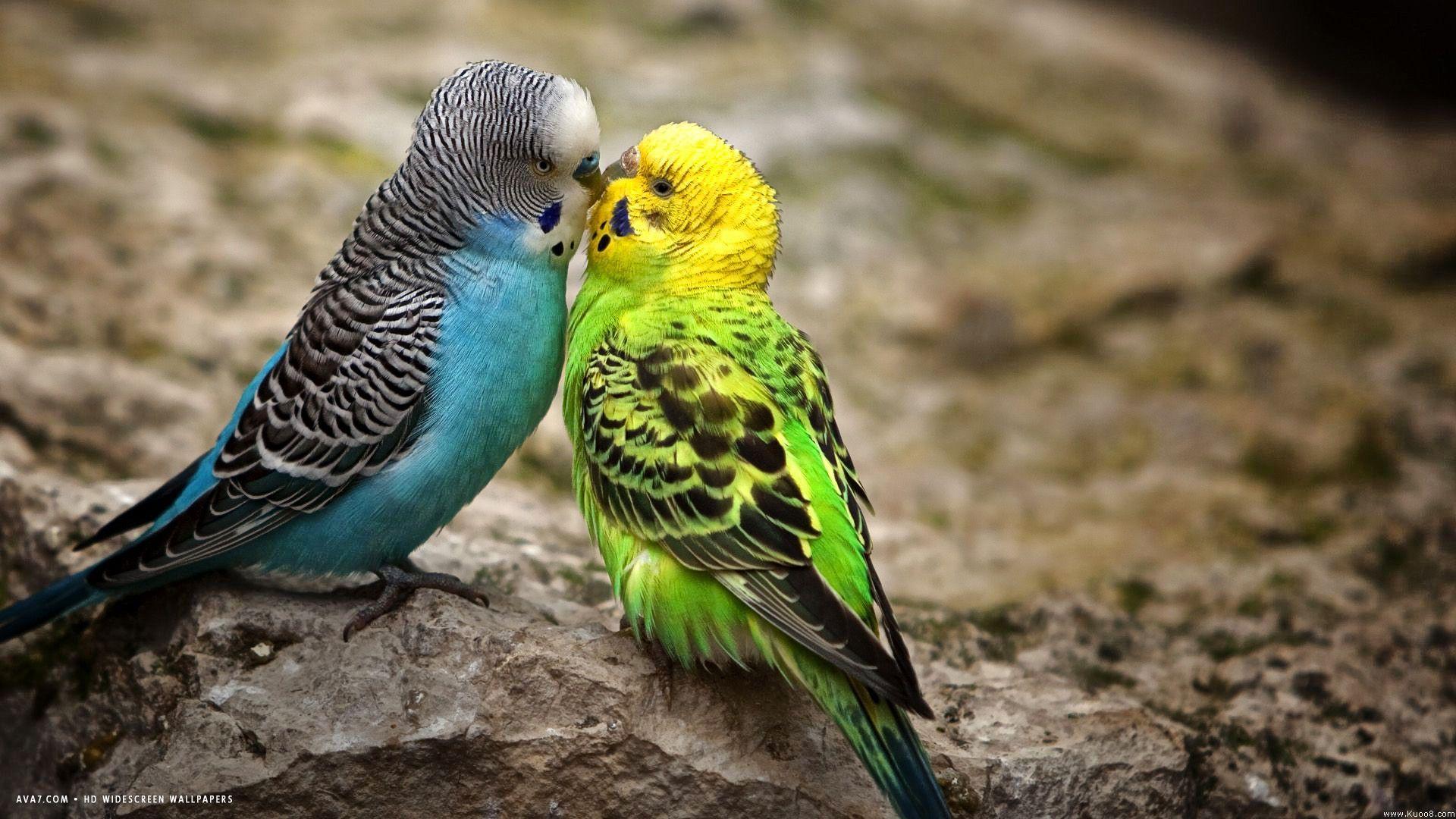 1920x1080 budgie parakeet kiss blue male green female birds HD widescreen