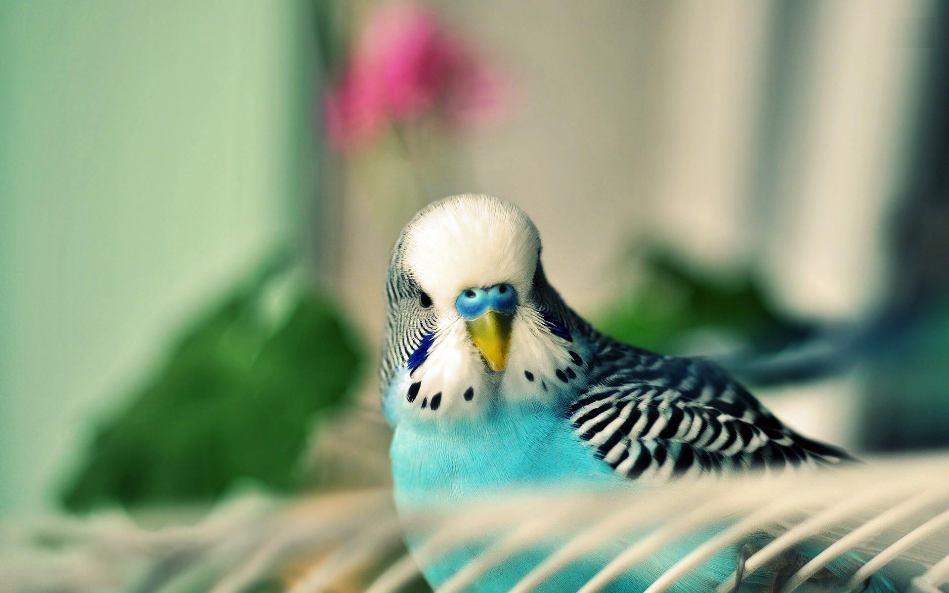 1920x1200 Budgie Wallpaper