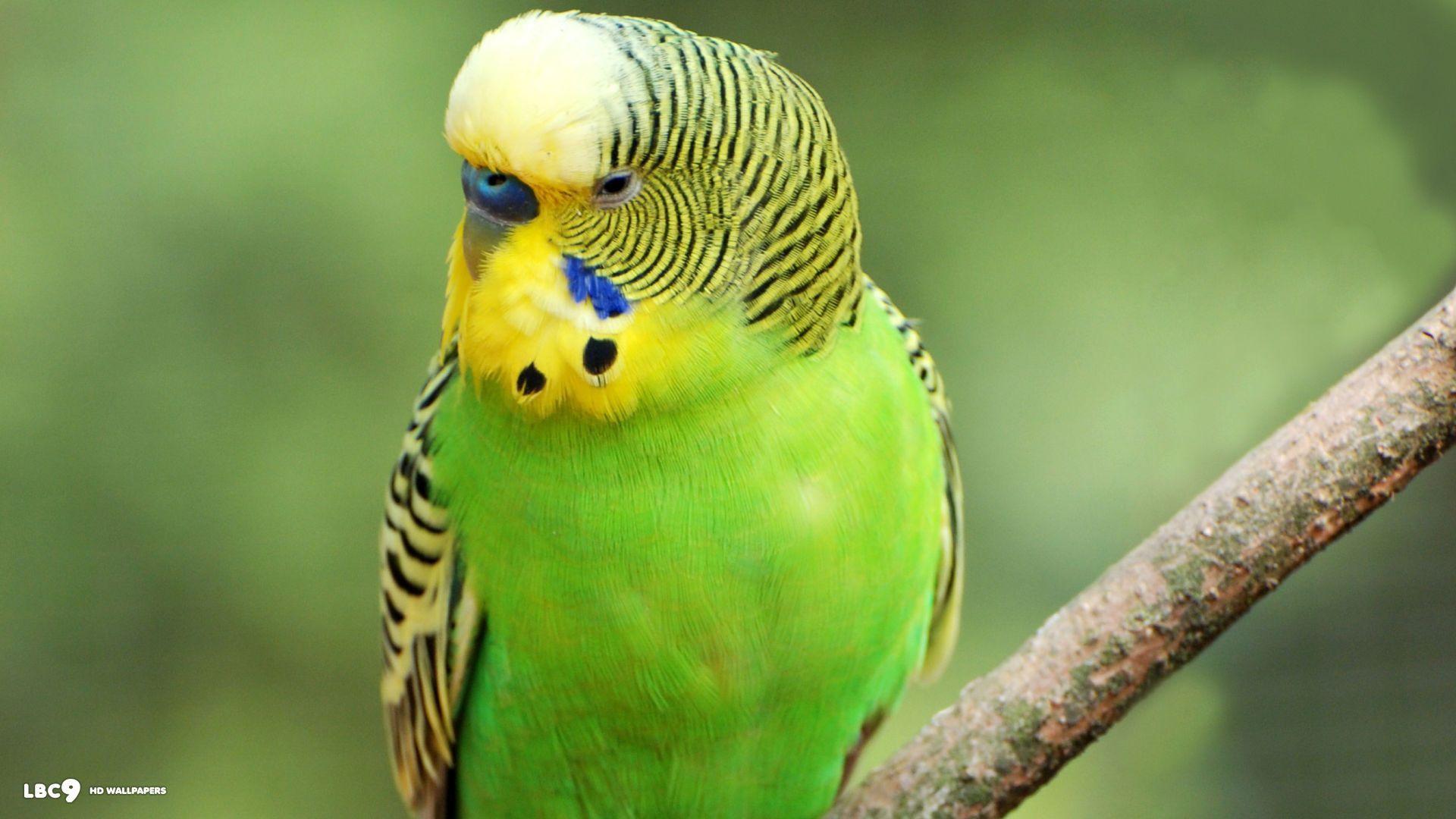 Budgie Wallpapers - Top Free Budgie Backgrounds - WallpaperAccess