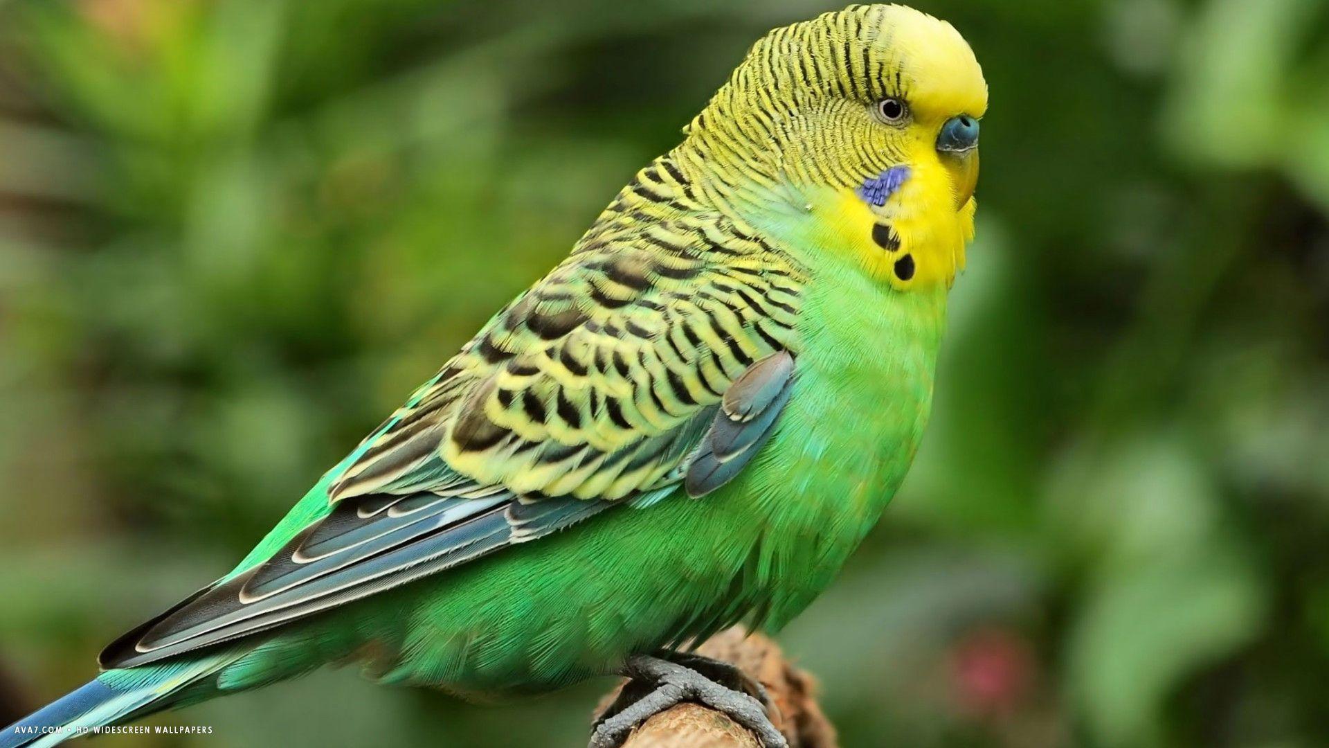 Budgie Wallpapers - Top Free Budgie Backgrounds - WallpaperAccess