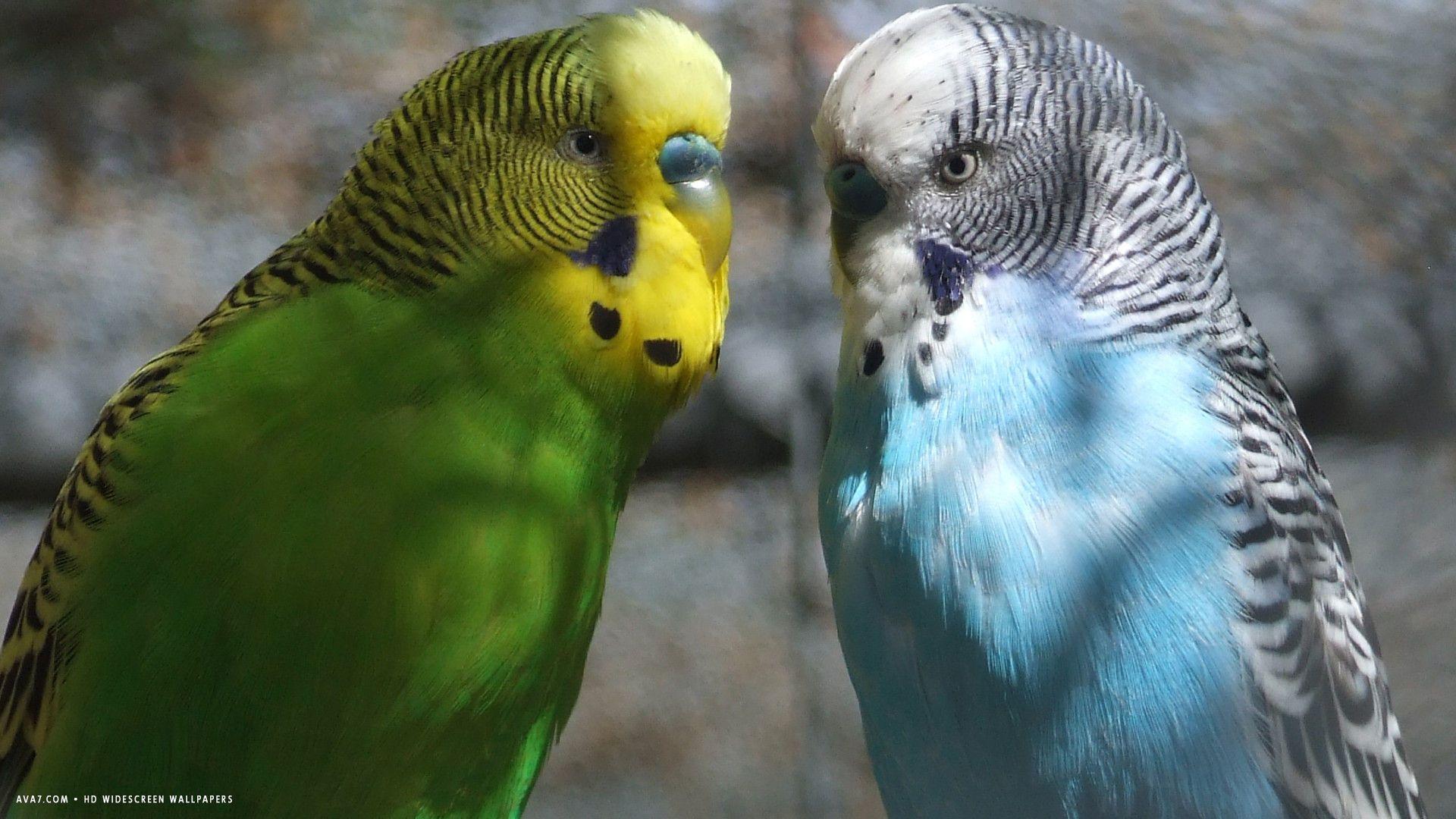 Budgie Wallpapers - Top Free Budgie Backgrounds - WallpaperAccess