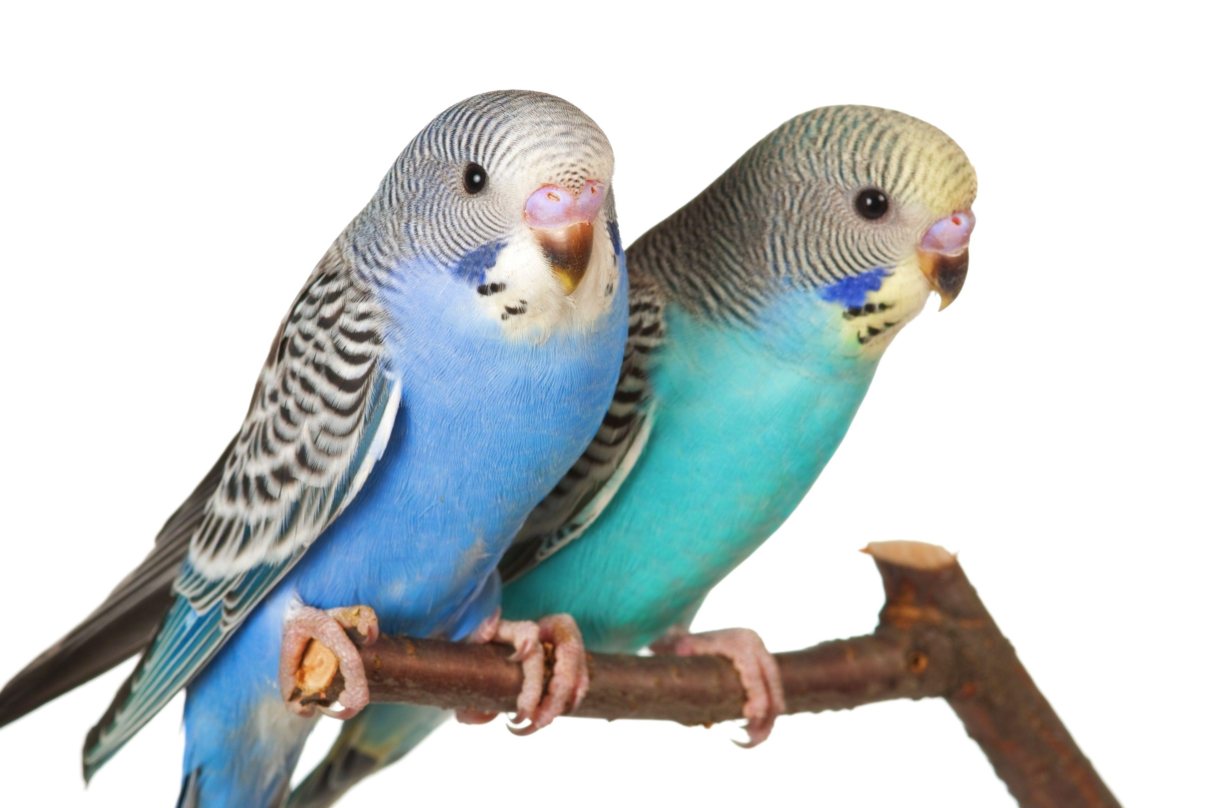 3872x2592 Young budgerigars. Budgerigar, Budgies bird, Budgies