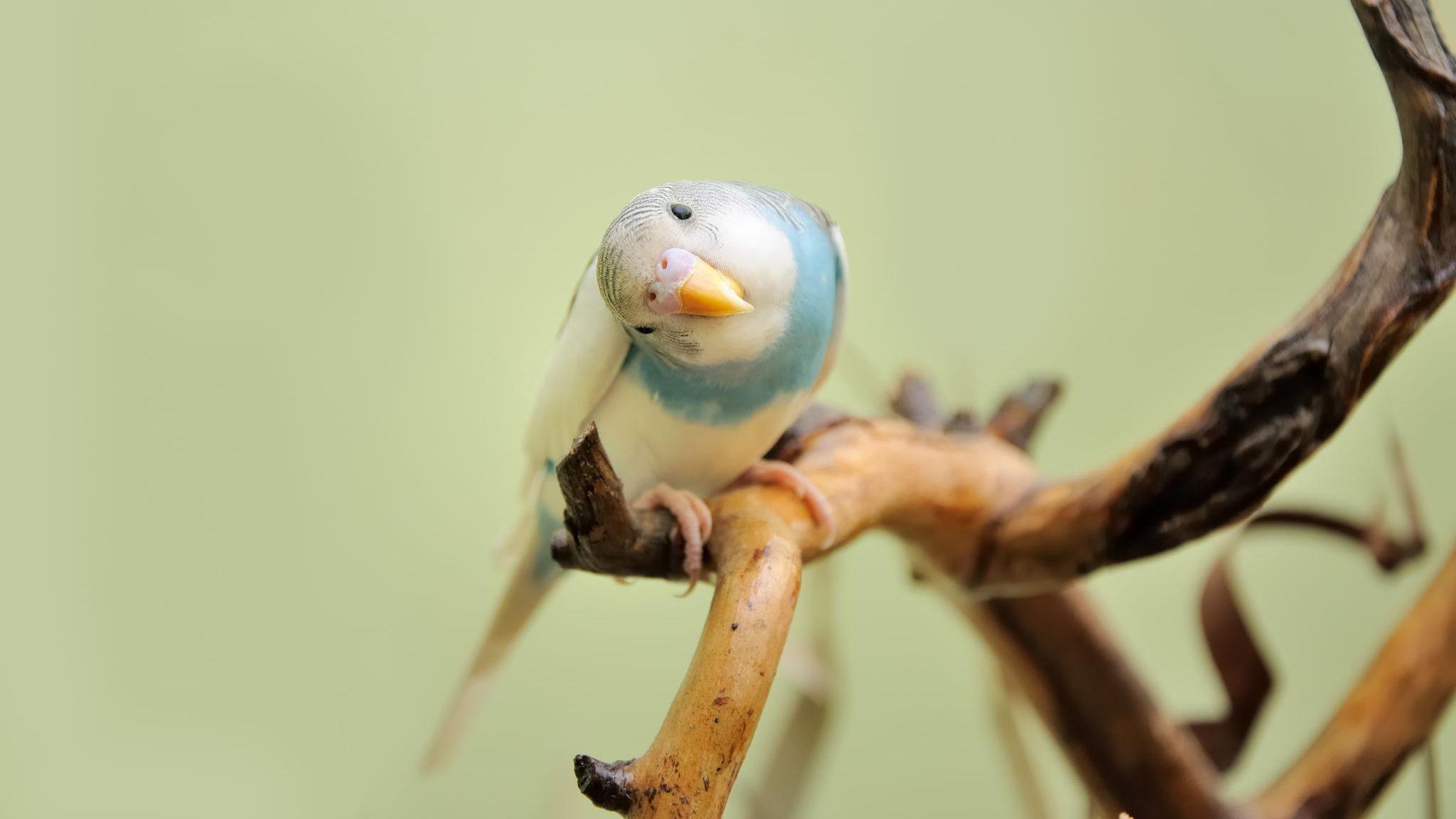 2048x1152 Parrot Bird Desktop Wallpaper HD Free Download
