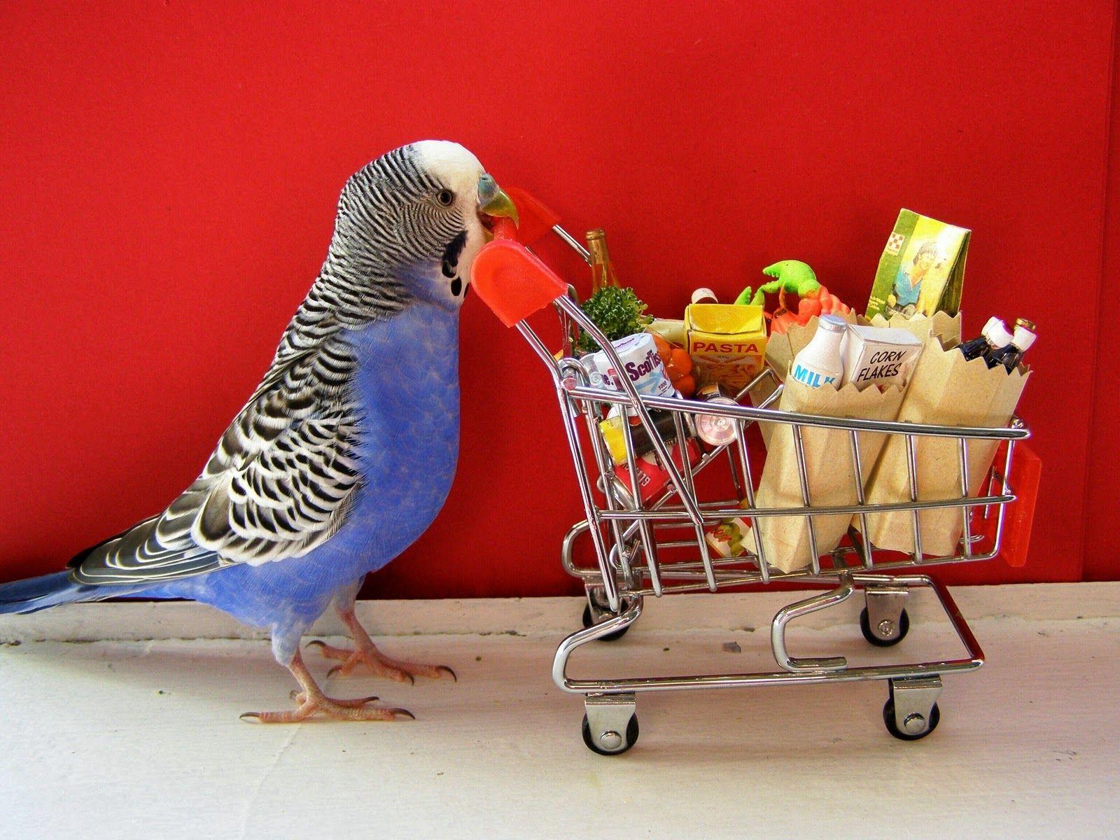1600x1200 budgie Wallpaper and Background Imagex1200