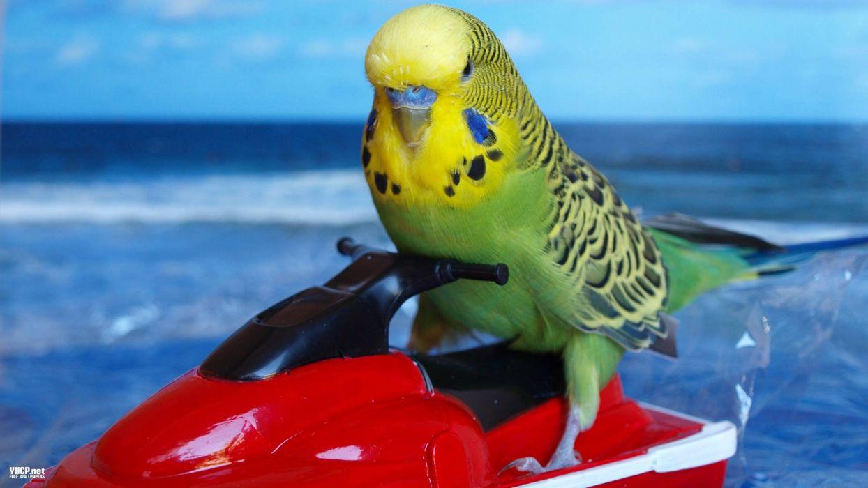 1244x700 Parakeet budgie parrot bird tropical (22) wallpaperx1080
