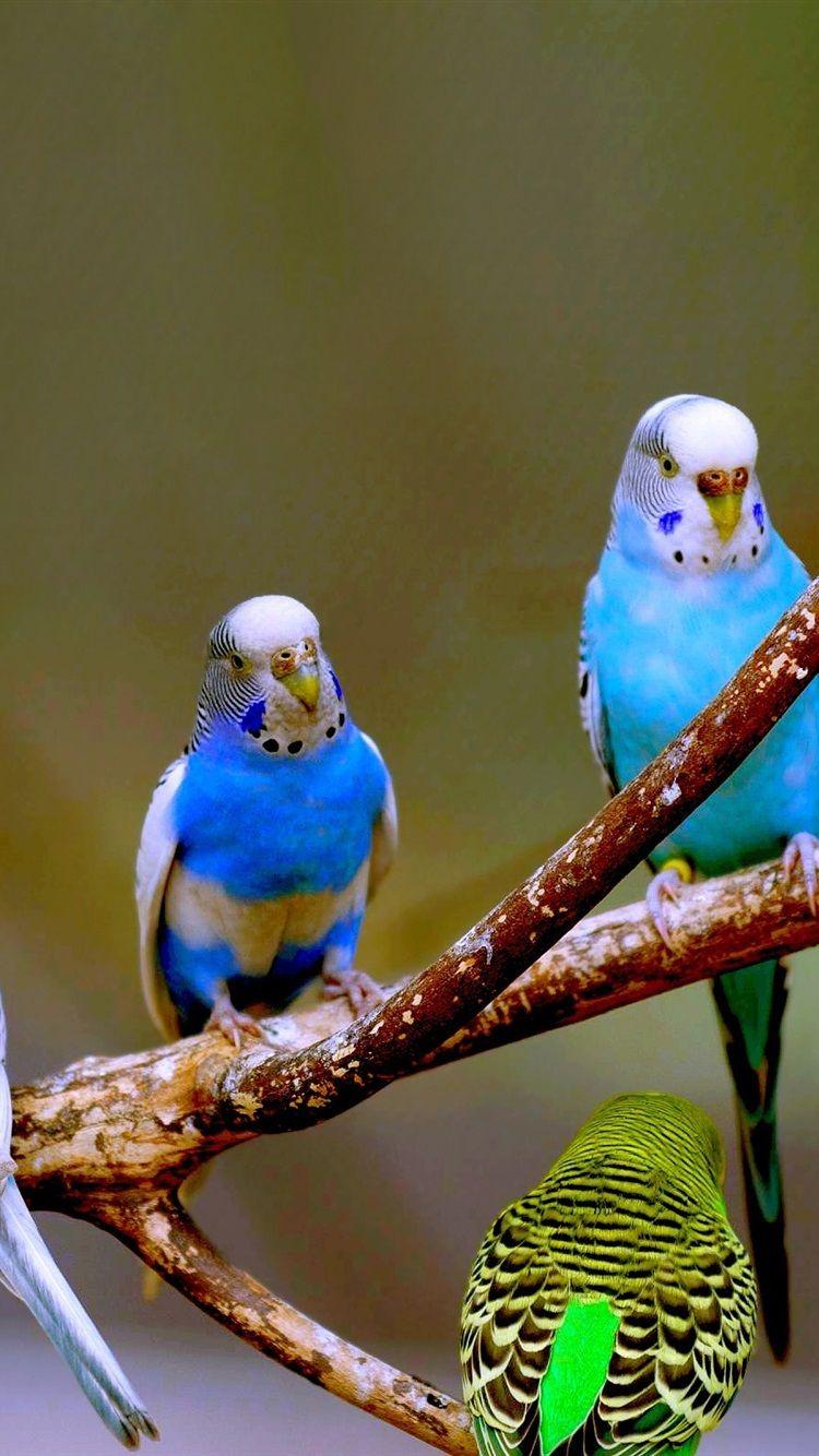 Budgie Wallpapers - Top Free Budgie Backgrounds - WallpaperAccess