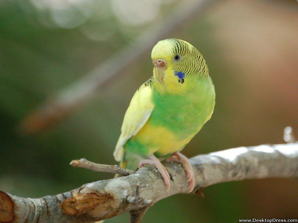 1024x768 Desktop Wallpaper Animals Background Budgerigar
