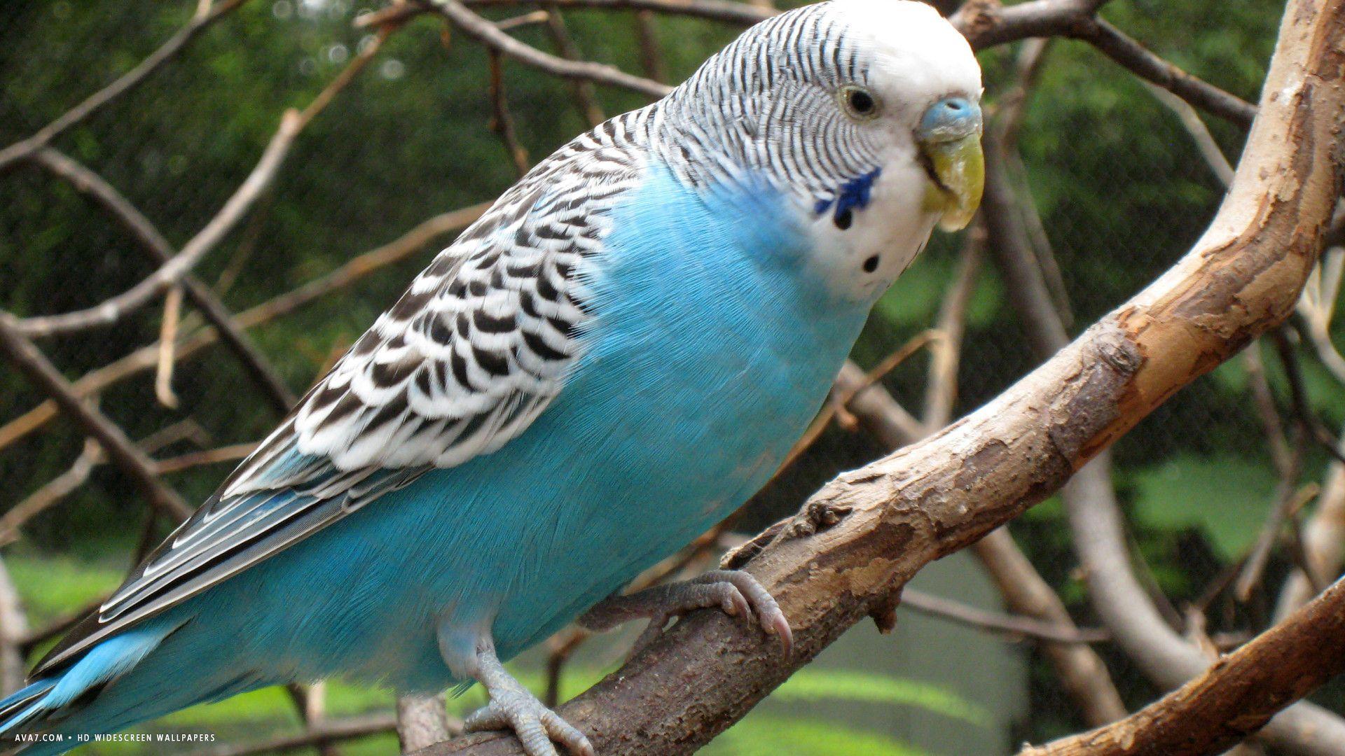 1920x1080 budgie blue female budgerigar melopsittacus undulatus bird HD
