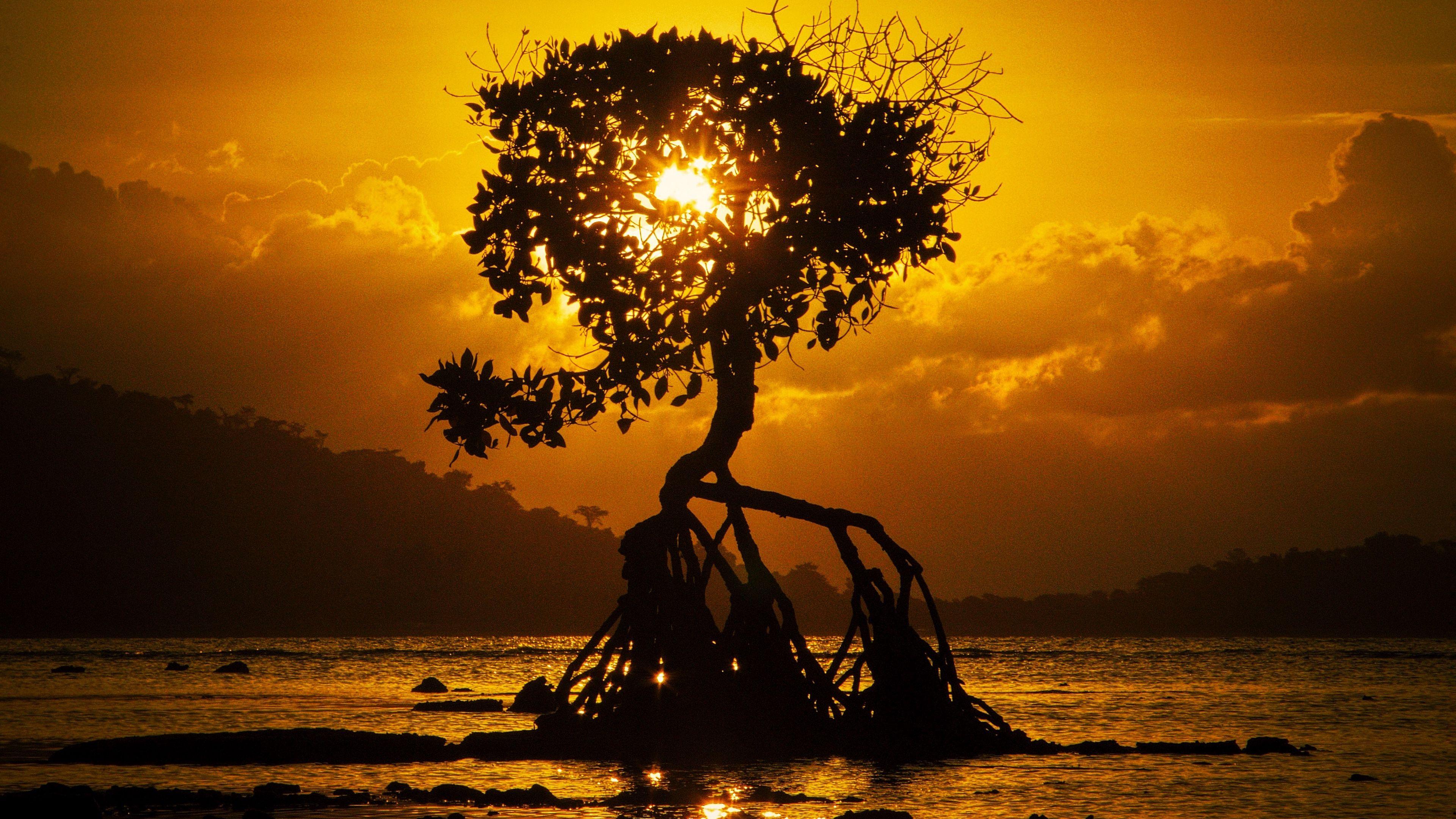 3840x2160 Download wallpaper 3840x2160 tree, sunset, roots, shore, bali 4k