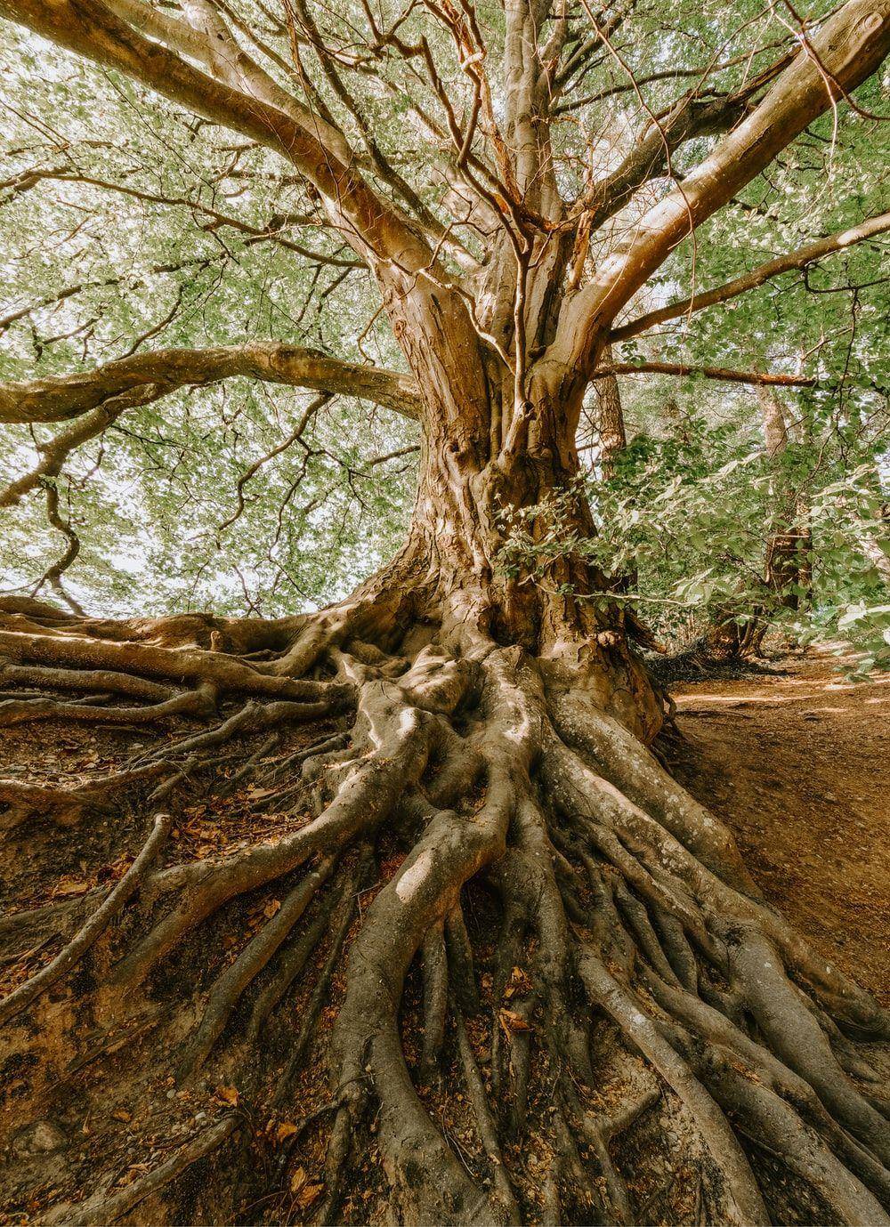 1000x1379 Roots Picture [HD]. Download Free Image
