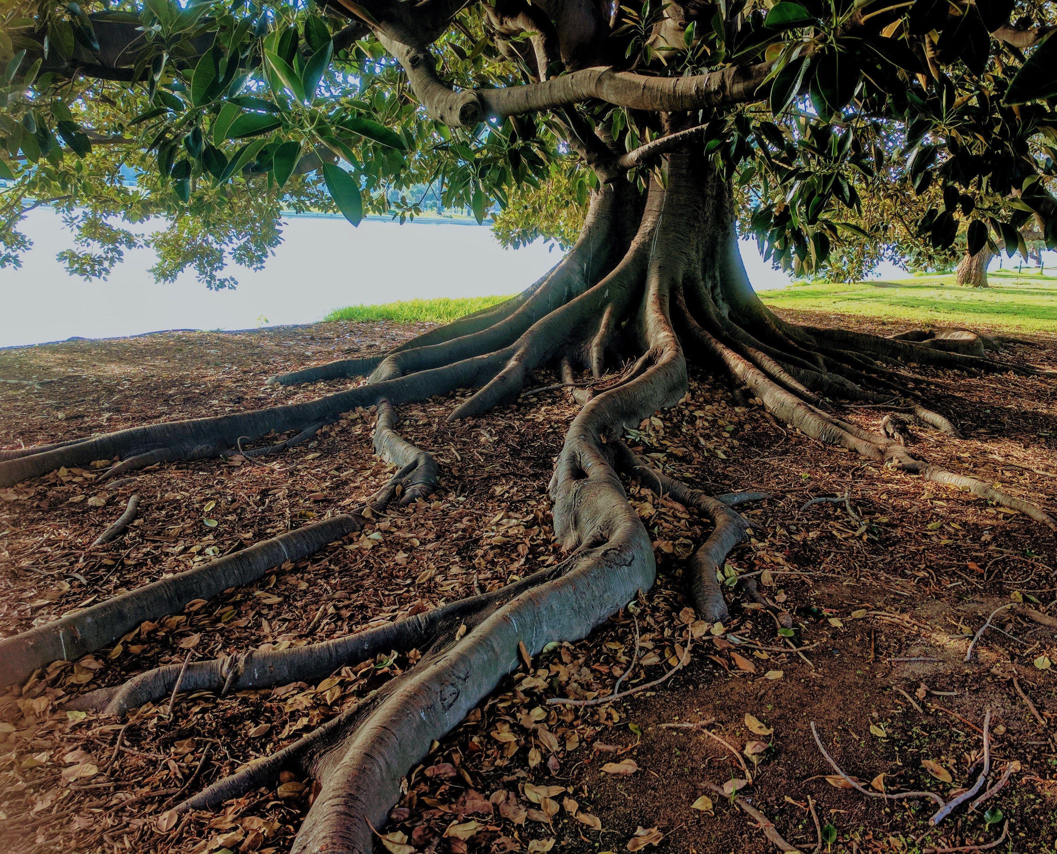 3438x2777 Gray Trunk Green Leaf Tree Beside Body of Water · Free