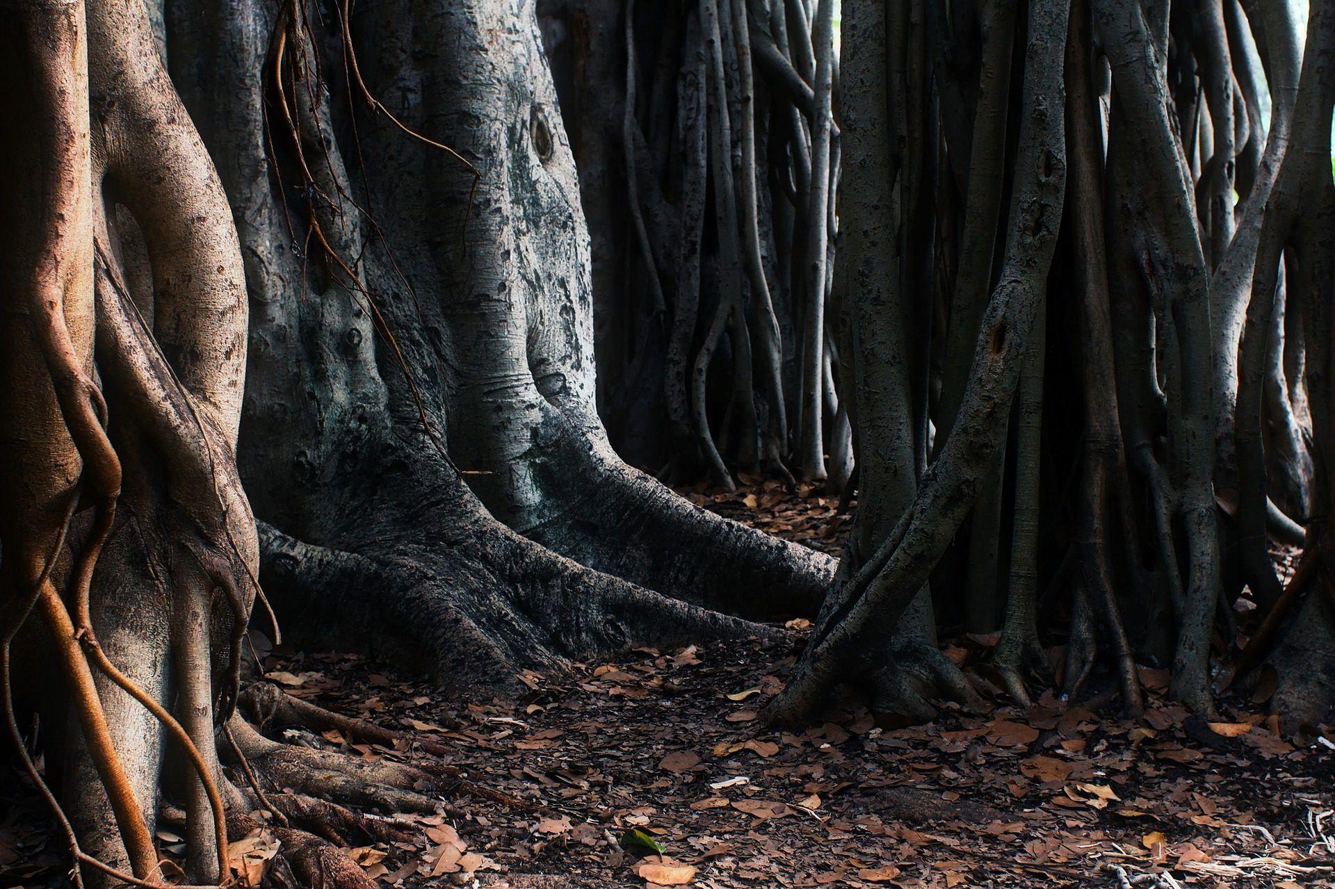 1920x1279 Big Banyan Tree Root Wallpaper Afkari Roots