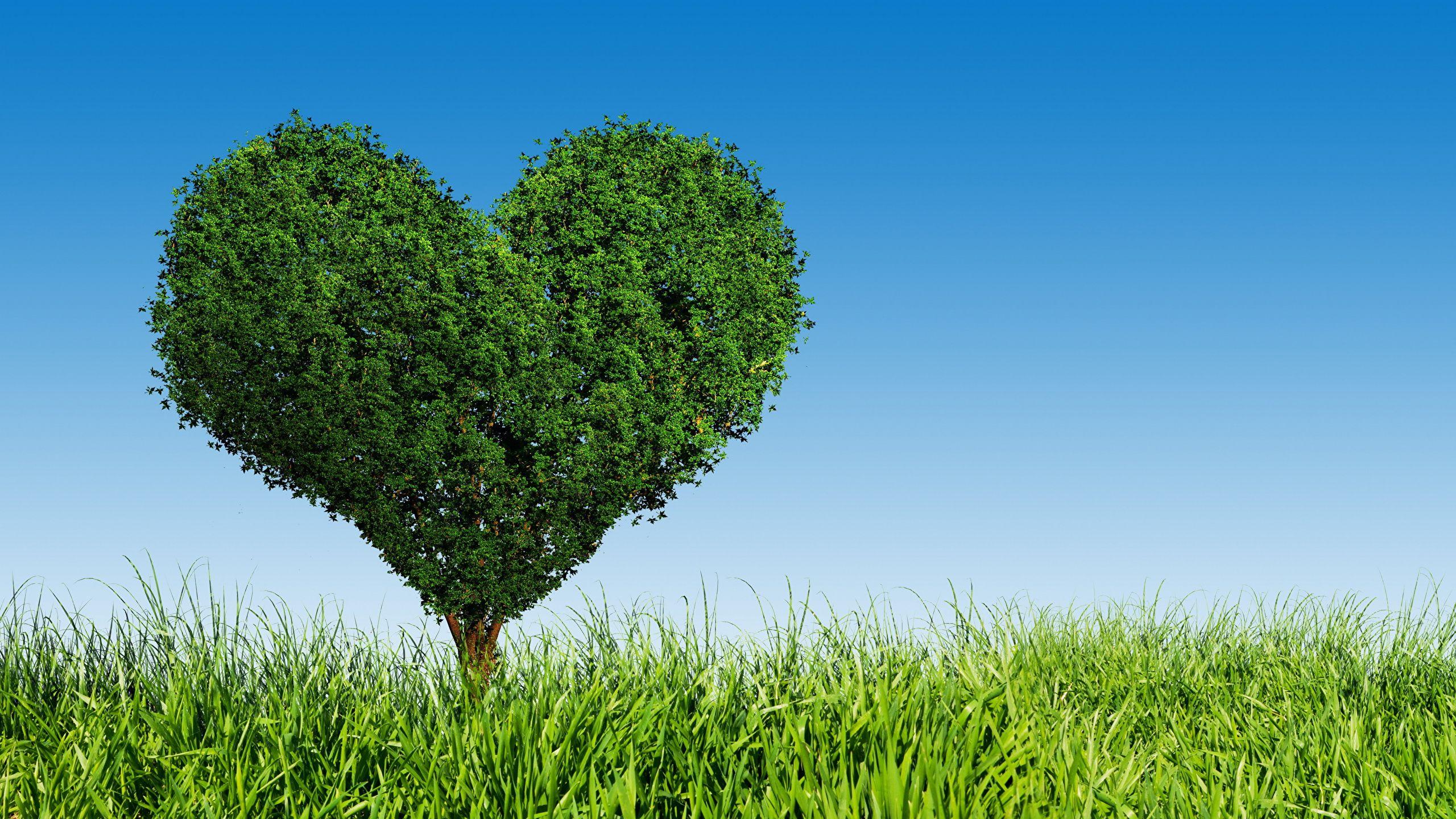 Heart Tree Wallpapers Top Free Heart Tree Backgrounds WallpaperAccess