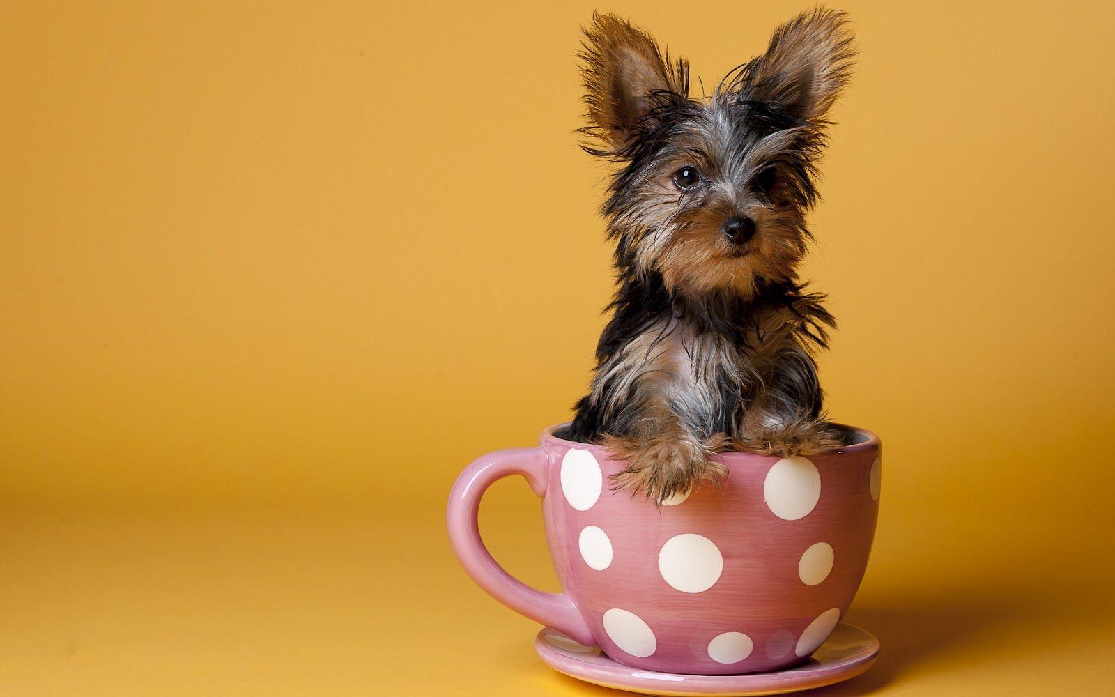 1600x1000 HD Yorkshire Terrier Dog Wallpaper