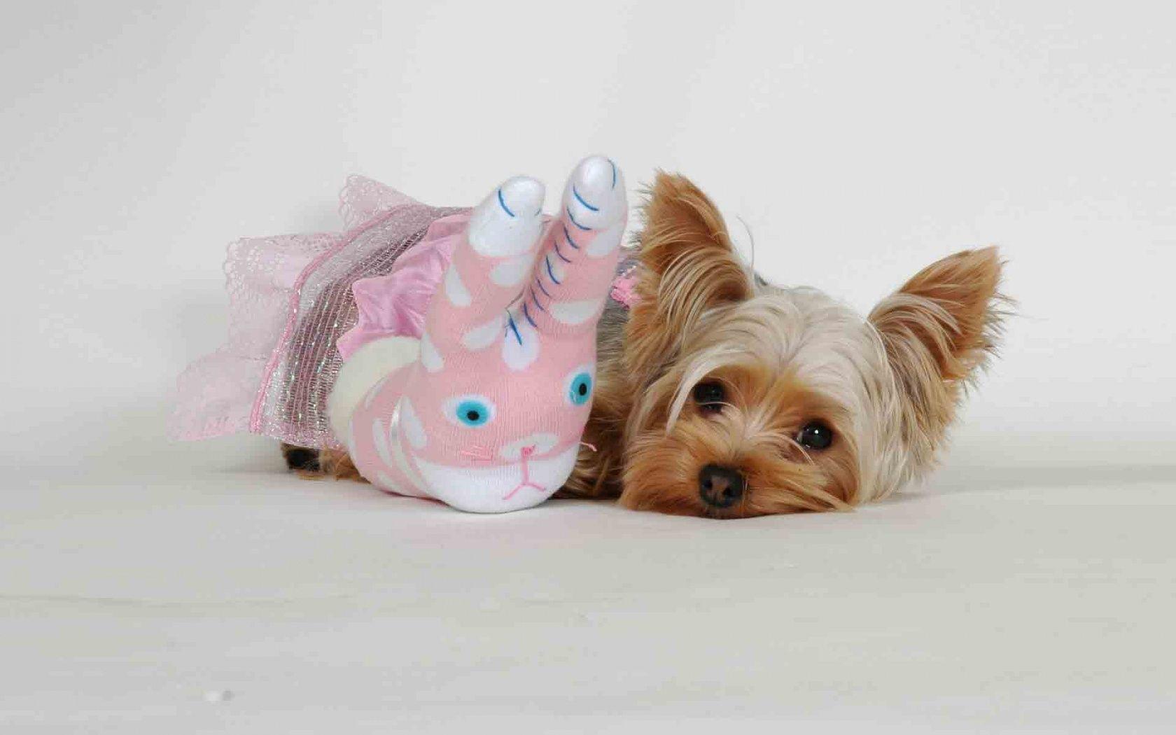 1680x1050 Yorkie Wallpaper