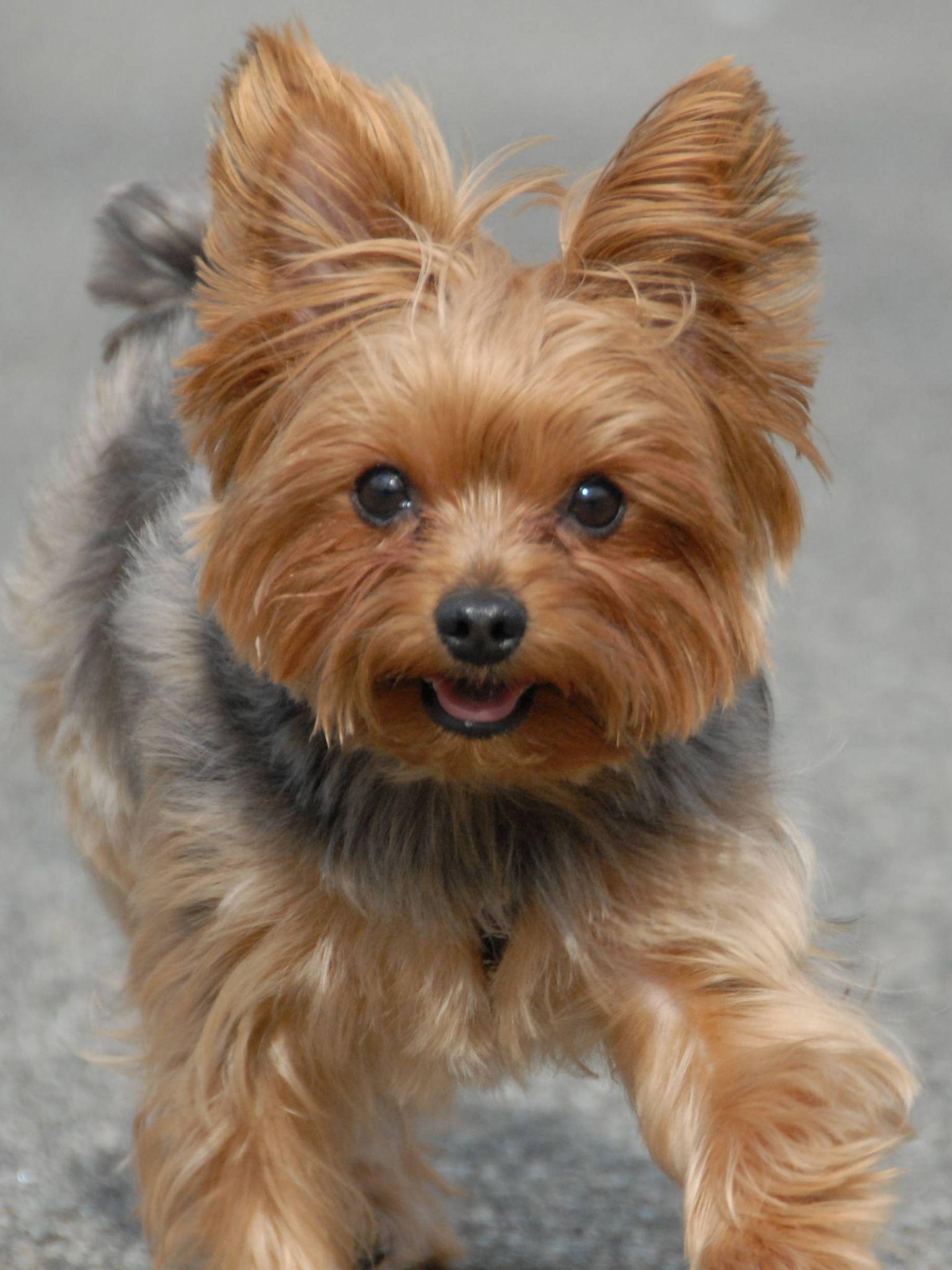 Yorkie Wallpapers - Top Free Yorkie Backgrounds - WallpaperAccess