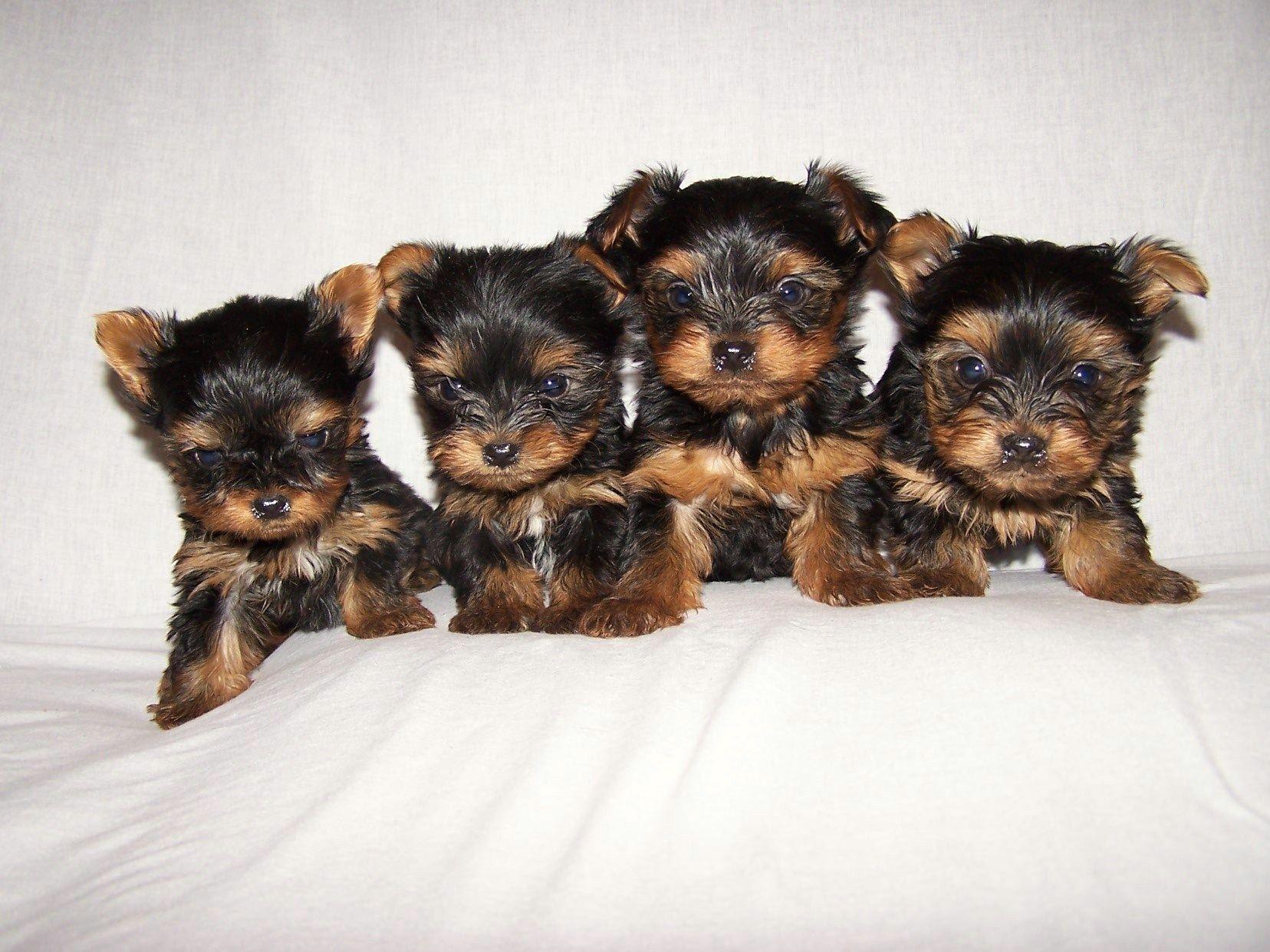 Yorkie Puppies Wallpapers - Top Free Yorkie Puppies Backgrounds .