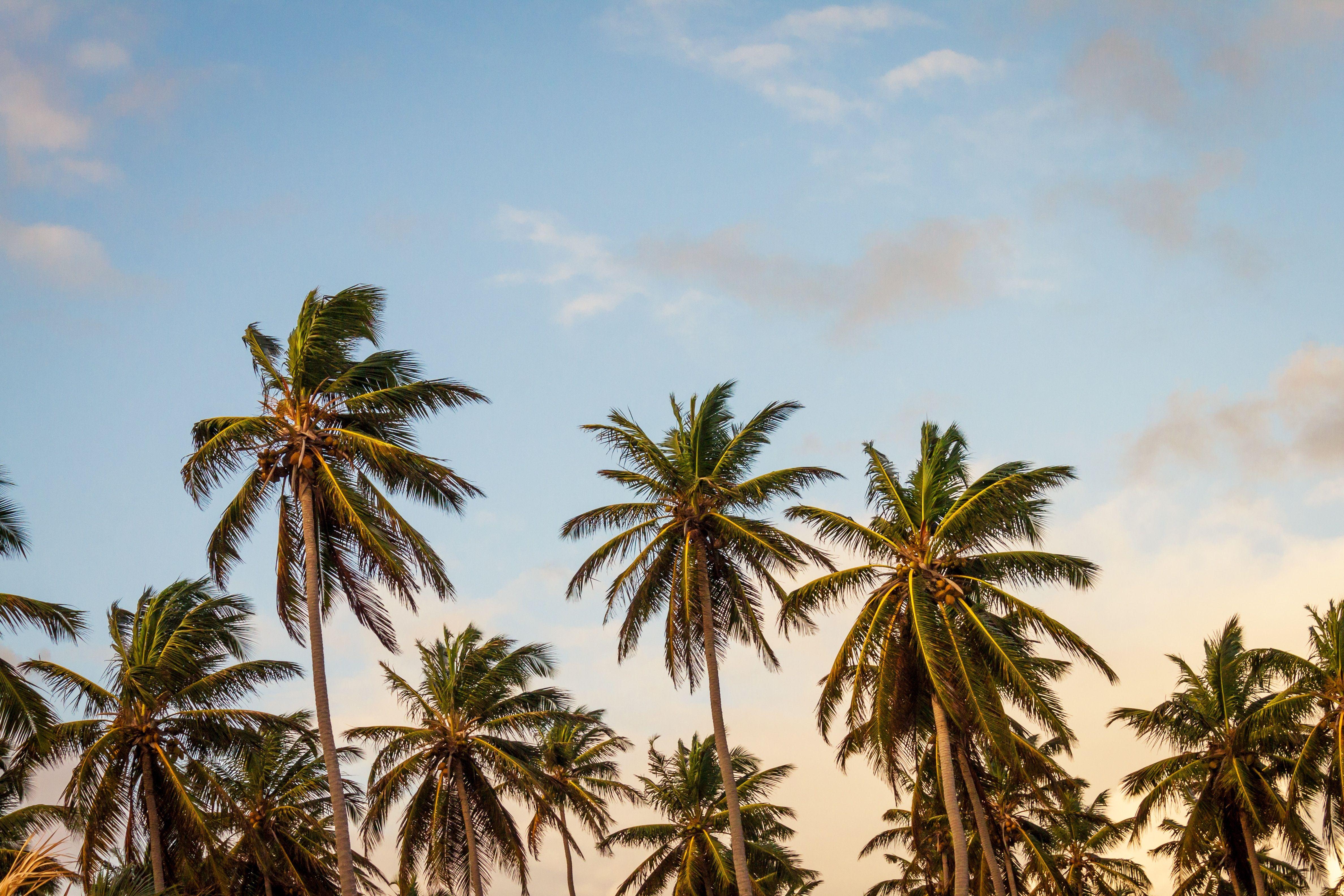 4752x3168 Newport Beach Palm Tree Wallpaper & Background