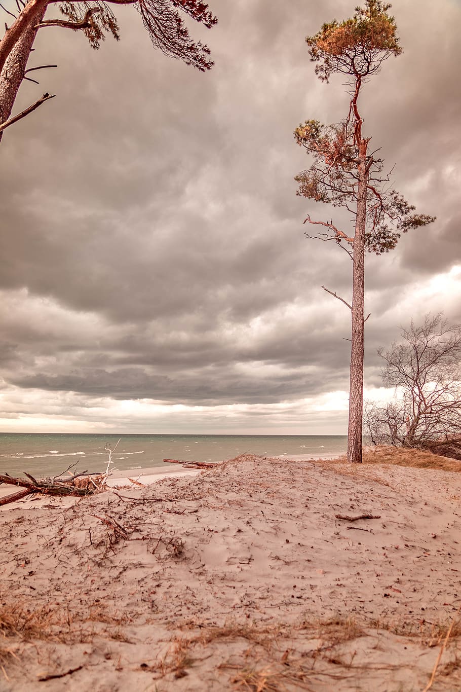 910x1365 HD wallpaper: baltic sea, west beach, tree, clouds, fischland