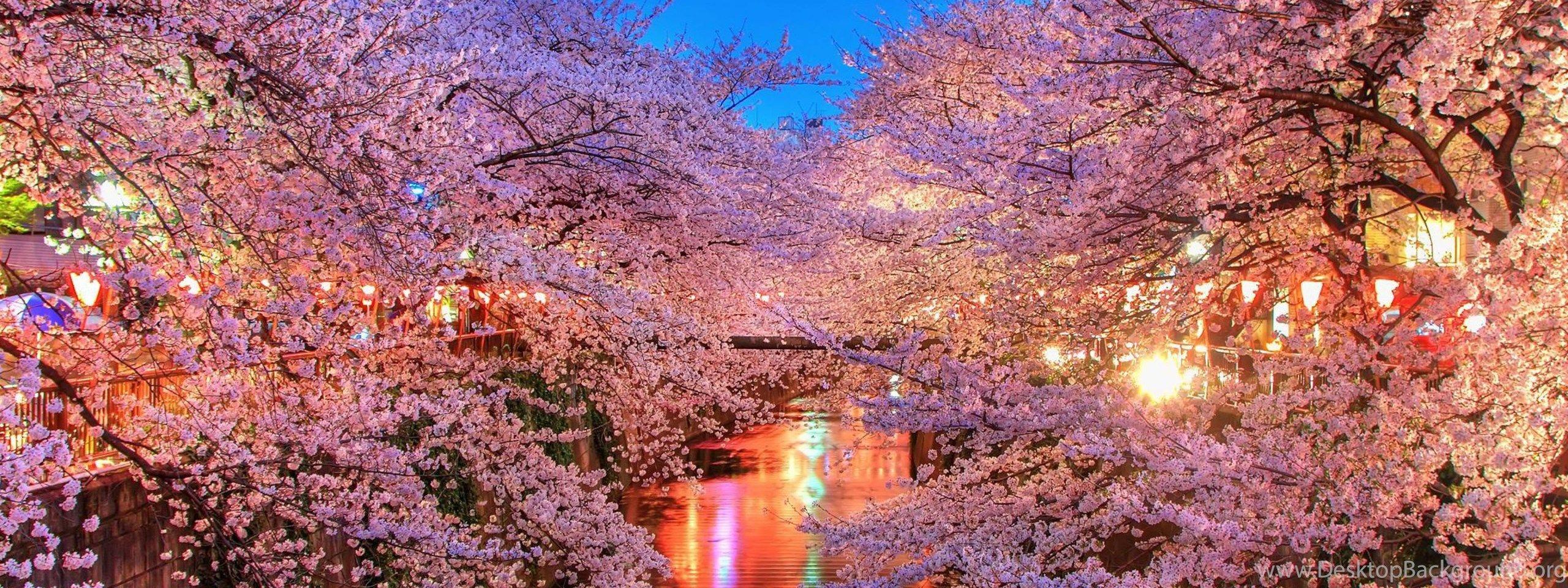 2560x960 Download Wallpaper 3840x2160 O hanami, Blossom, Sakura, Japan 4K