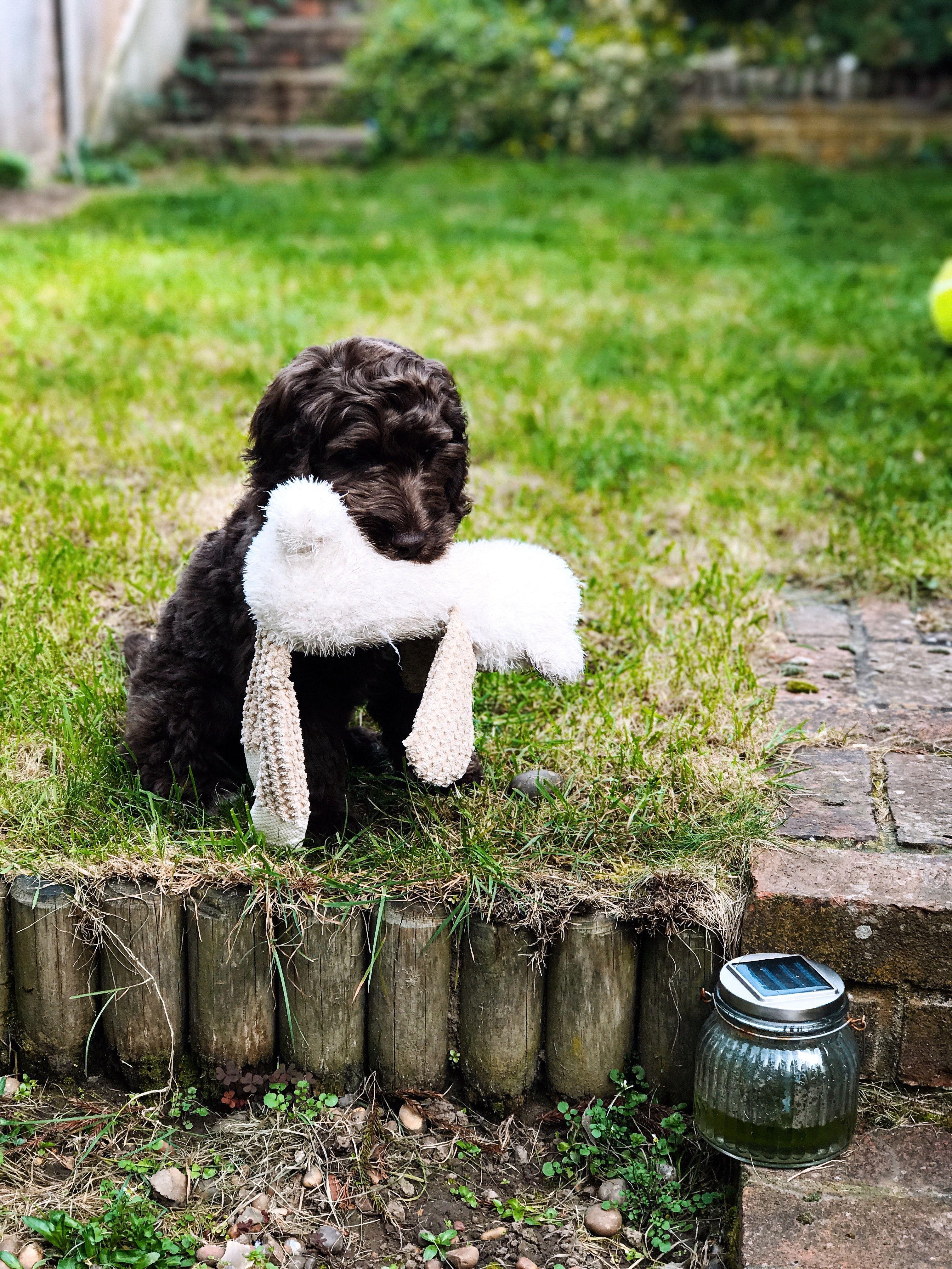 Cockapoo Wallpapers - Top Free Cockapoo Backgrounds - WallpaperAccess