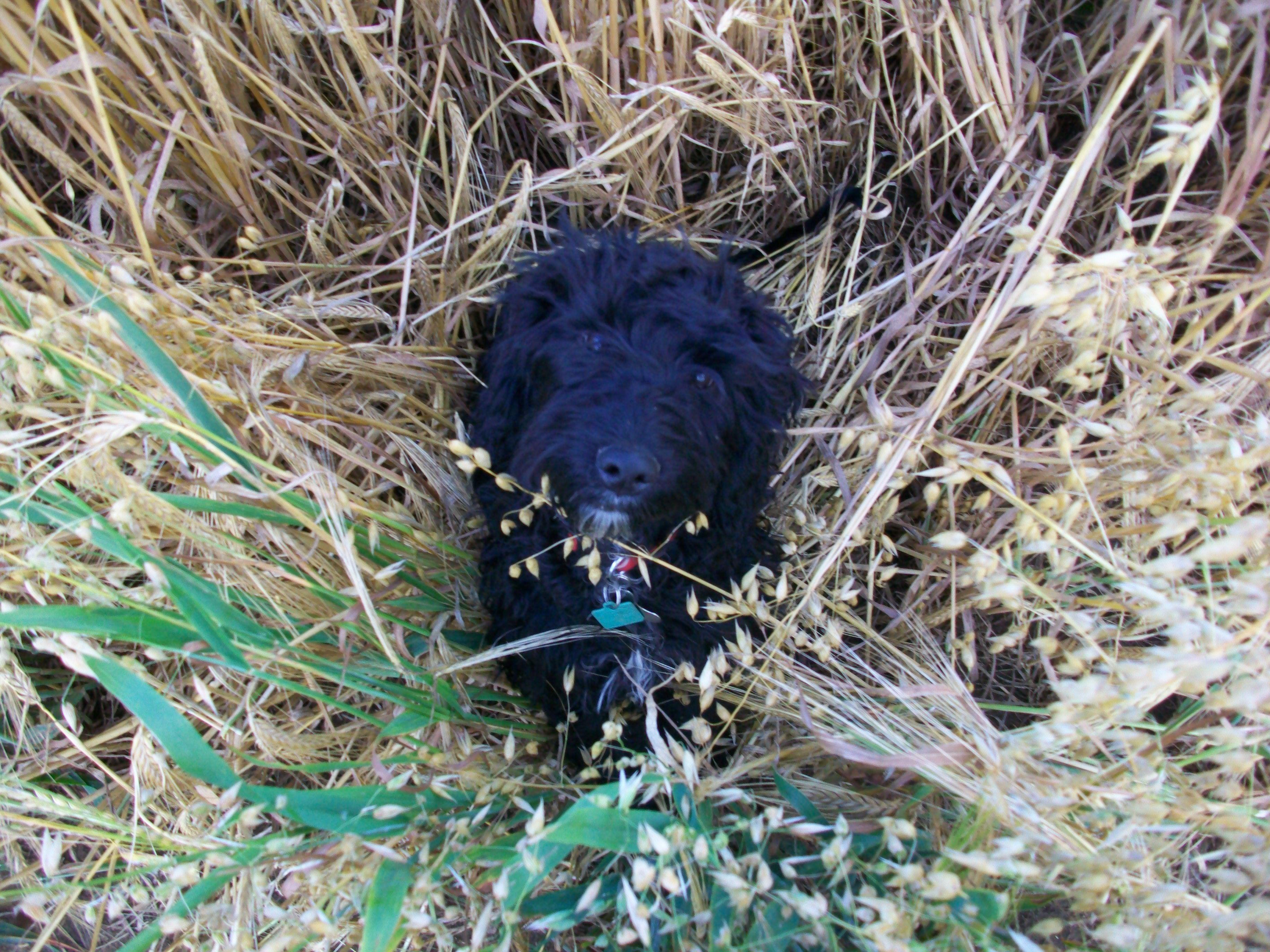 Cockapoo Wallpapers - Top Free Cockapoo Backgrounds - WallpaperAccess