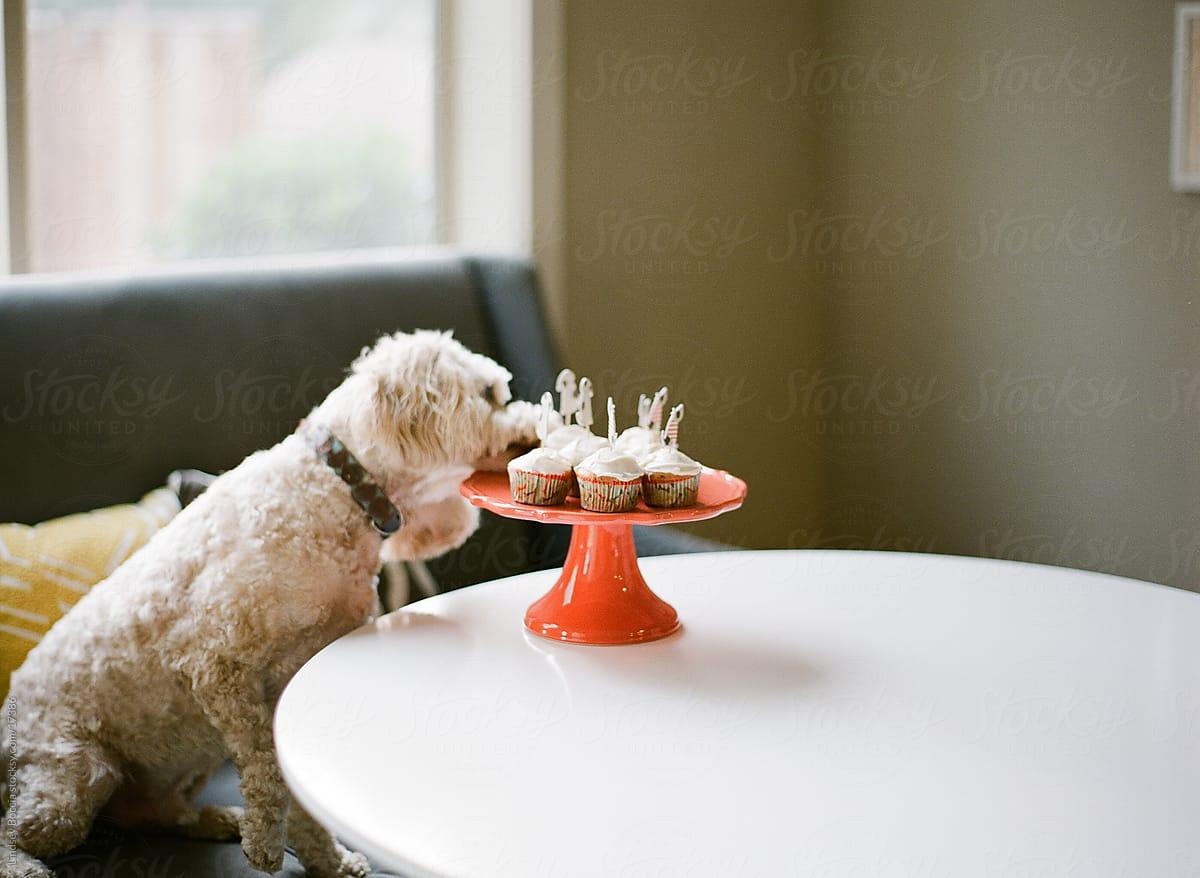 1200x878 happy birthday to cockapoo