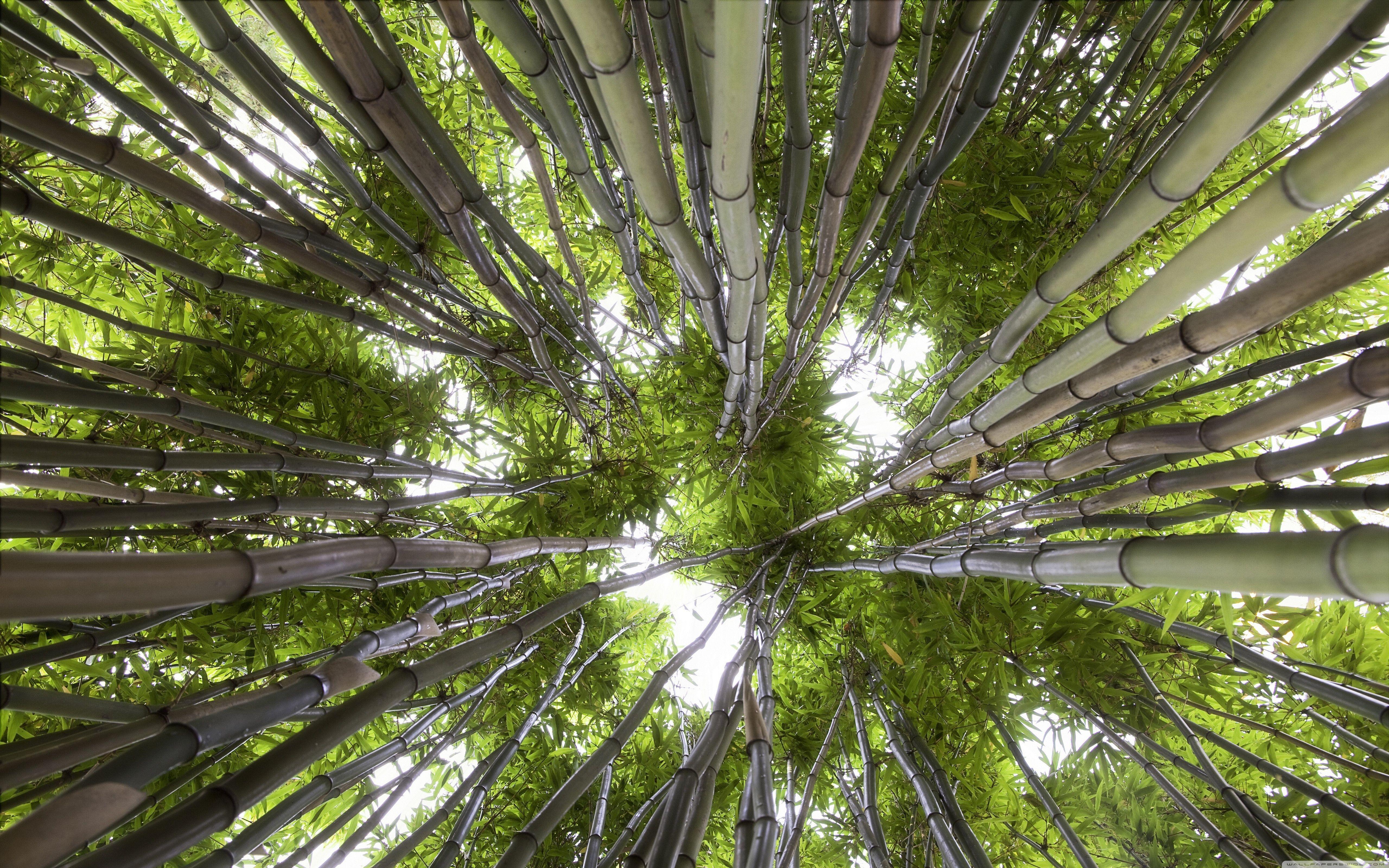 5120x3200 Looking Up In A Bamboo Forest Ultra HD Desktop Background